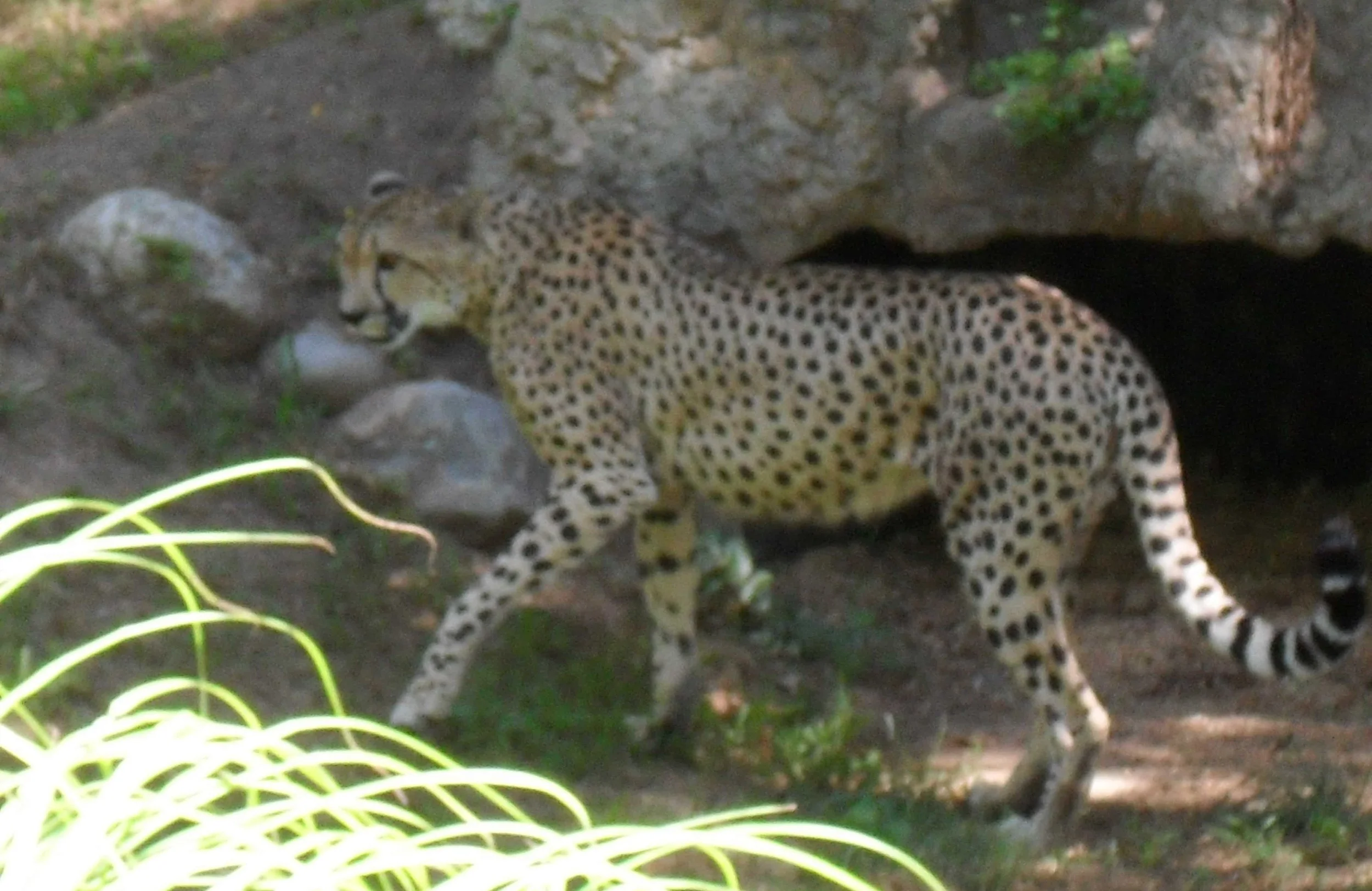 cheetah at national zoo