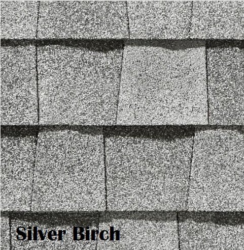 Silver Birch.JPG