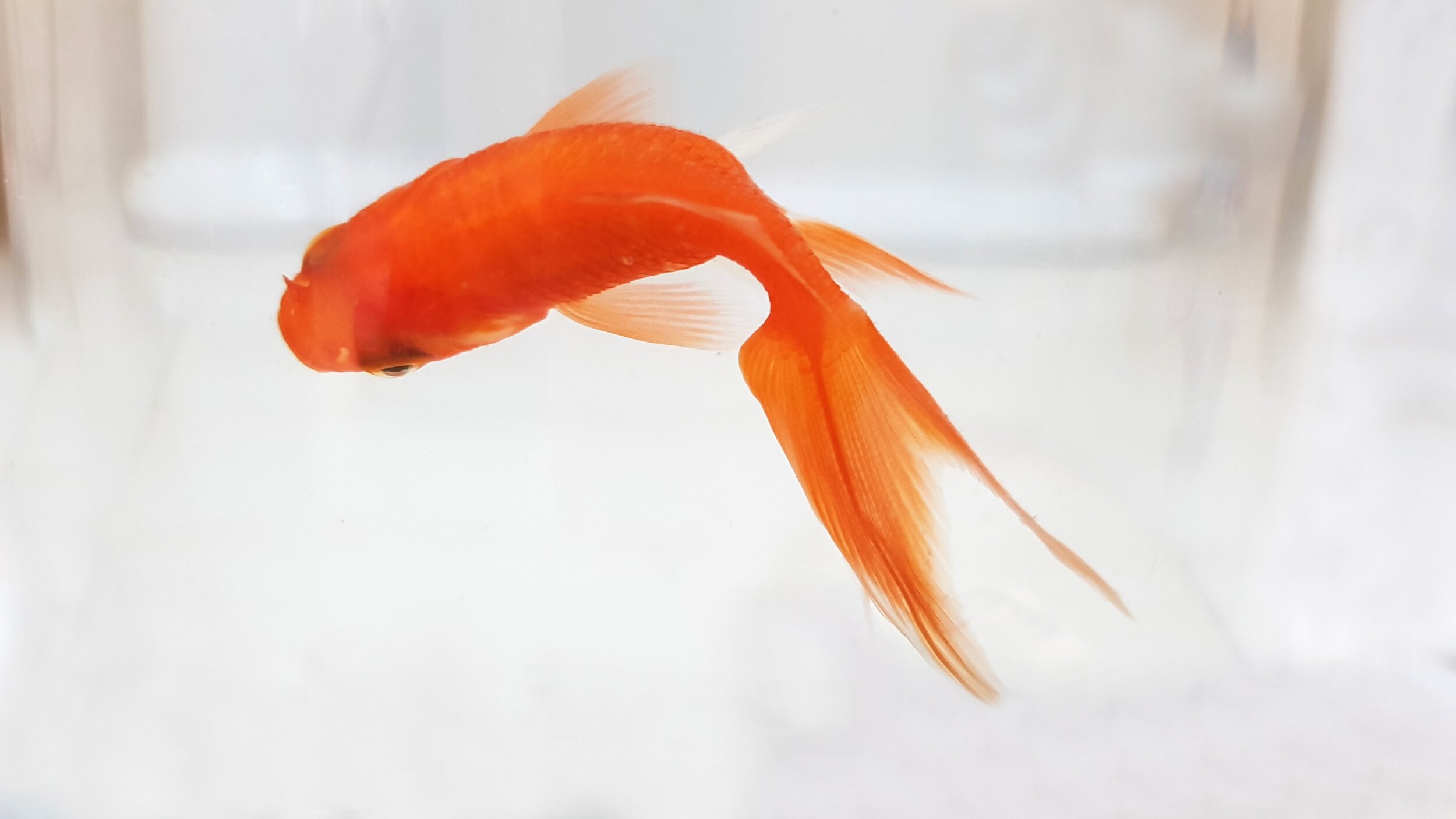 What about a goldfish? — Moorong Veterinary Clinic Wagga Wagga