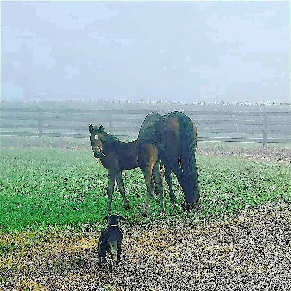 Yoga on the Farm