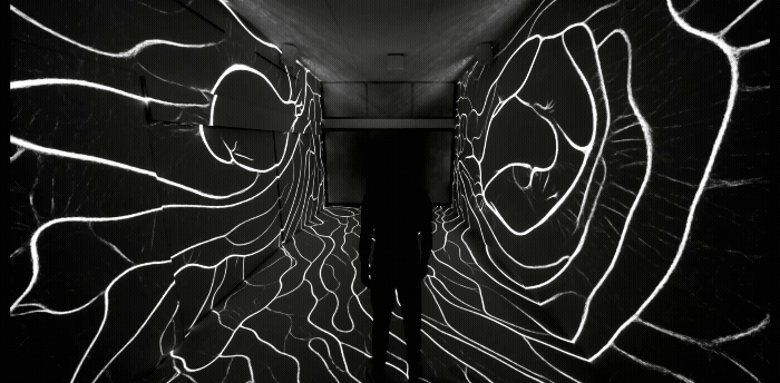 Adobe Express - eye and ear.gif