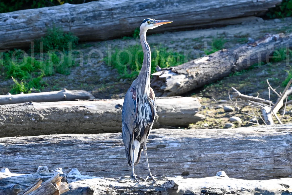 9. Great Blue Heron, Physical product