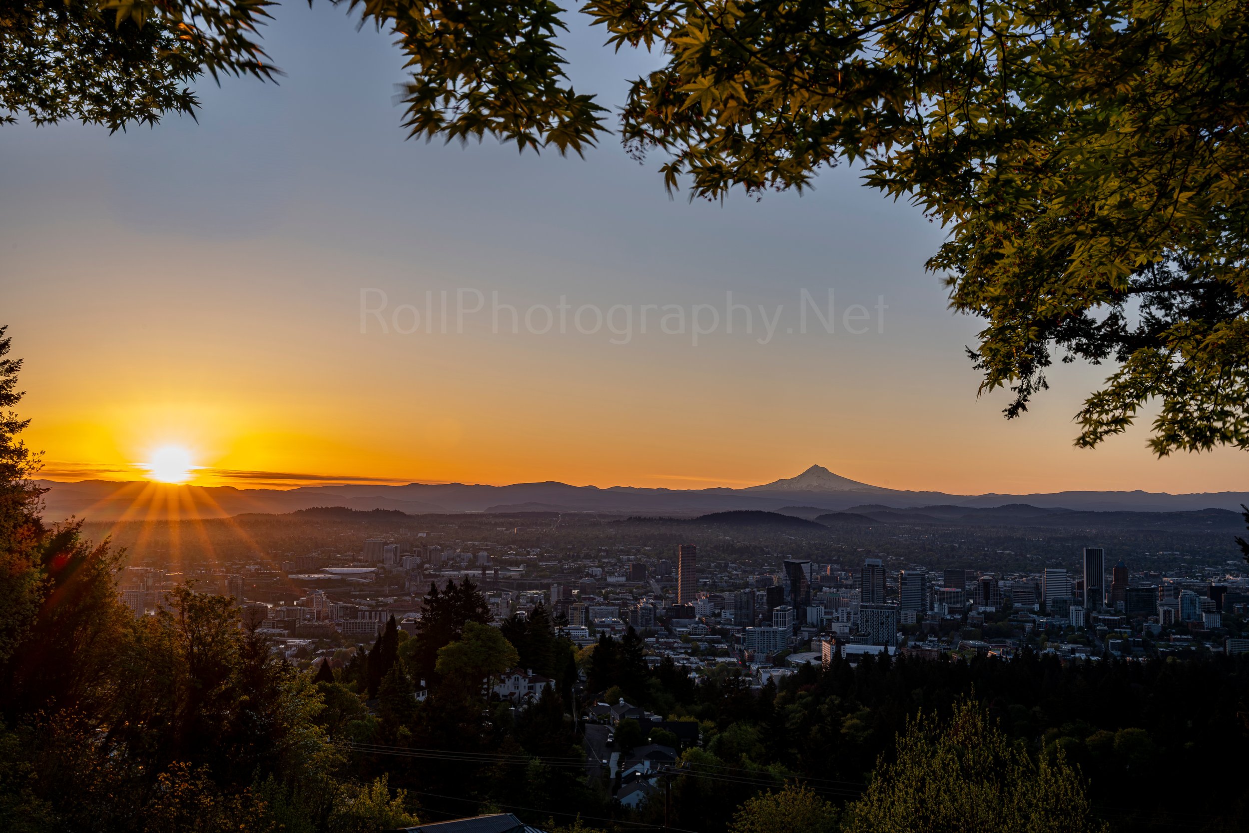 WS#192 Portland, Oregon sunrise tree framed.jpeg