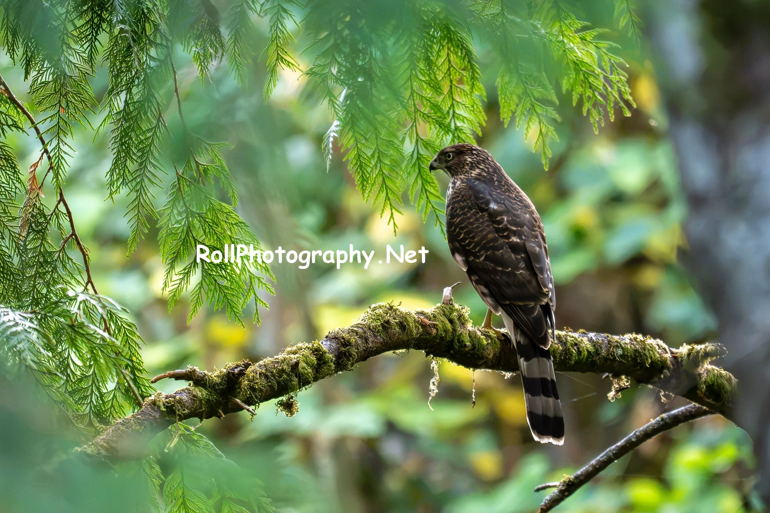 206. Juvenile Cooper's Hawk, Physical products