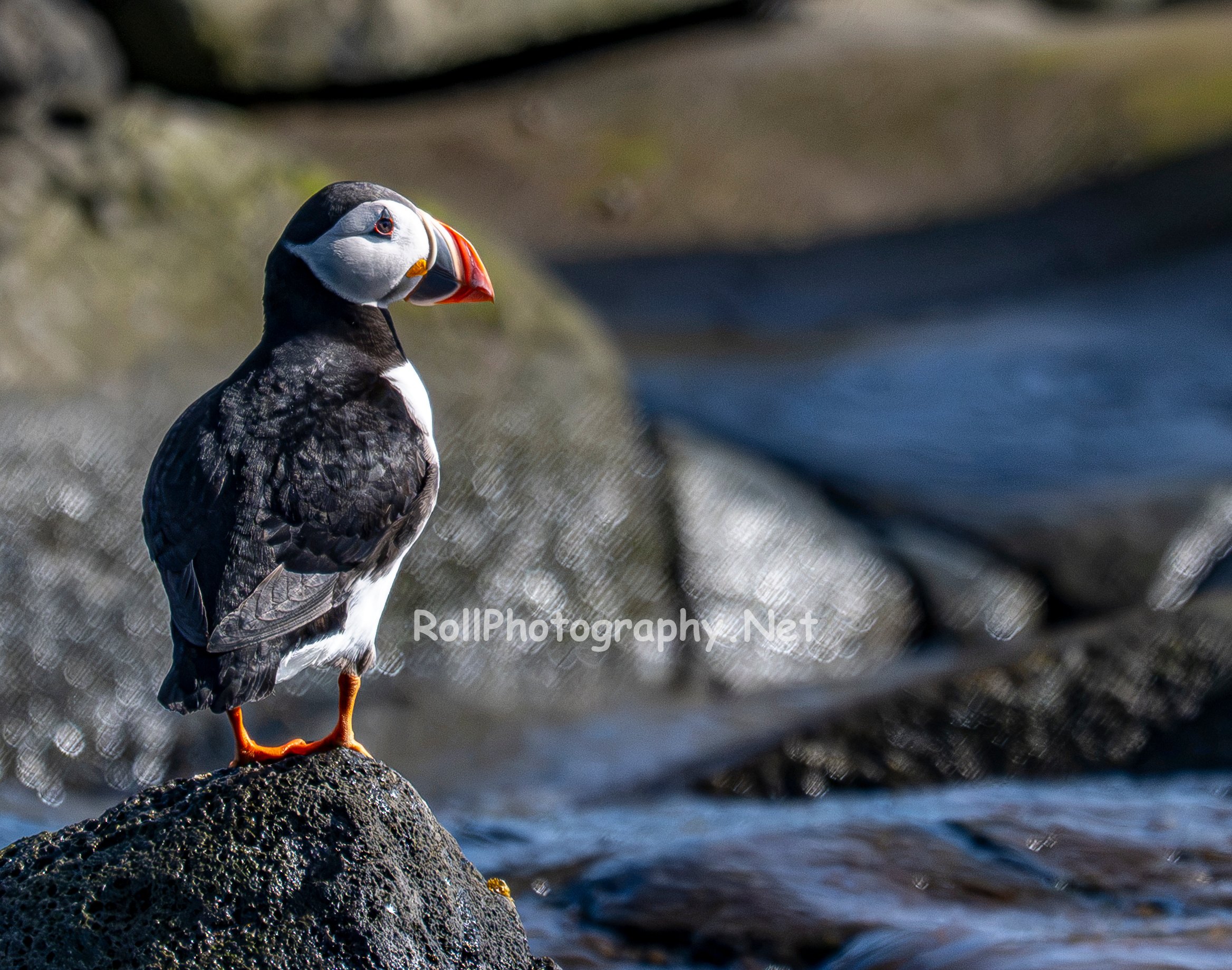 WS#196 Puffin in Iceland GLR9367-1.jpg