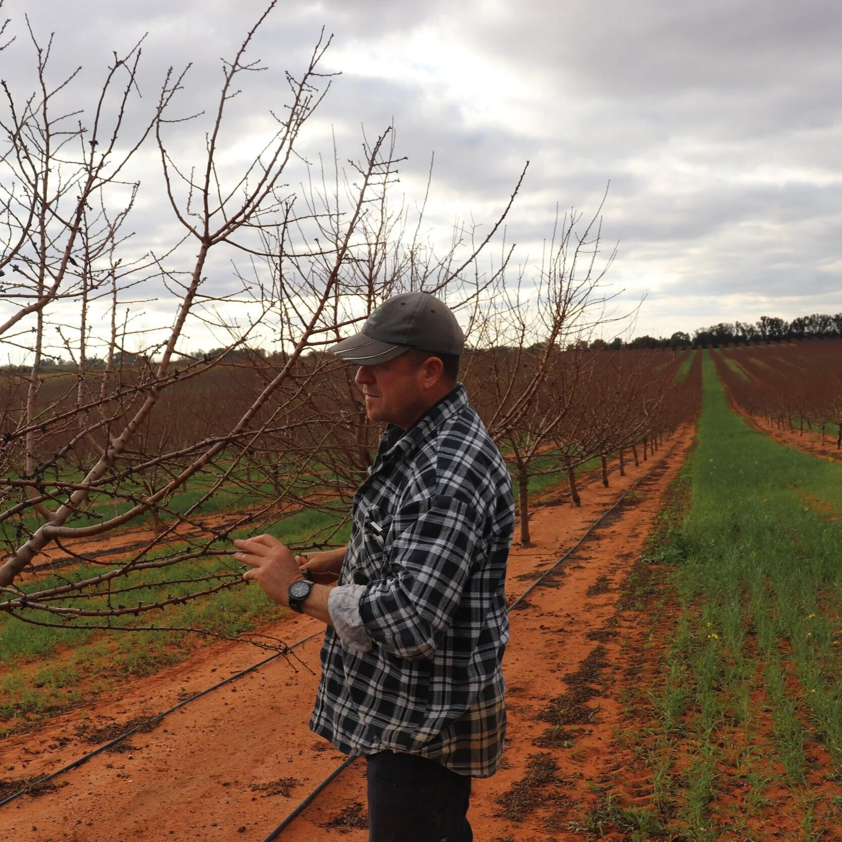 Almondco Season Update - Pre Bloom with Grower Member Louis Curtis, July, 2020