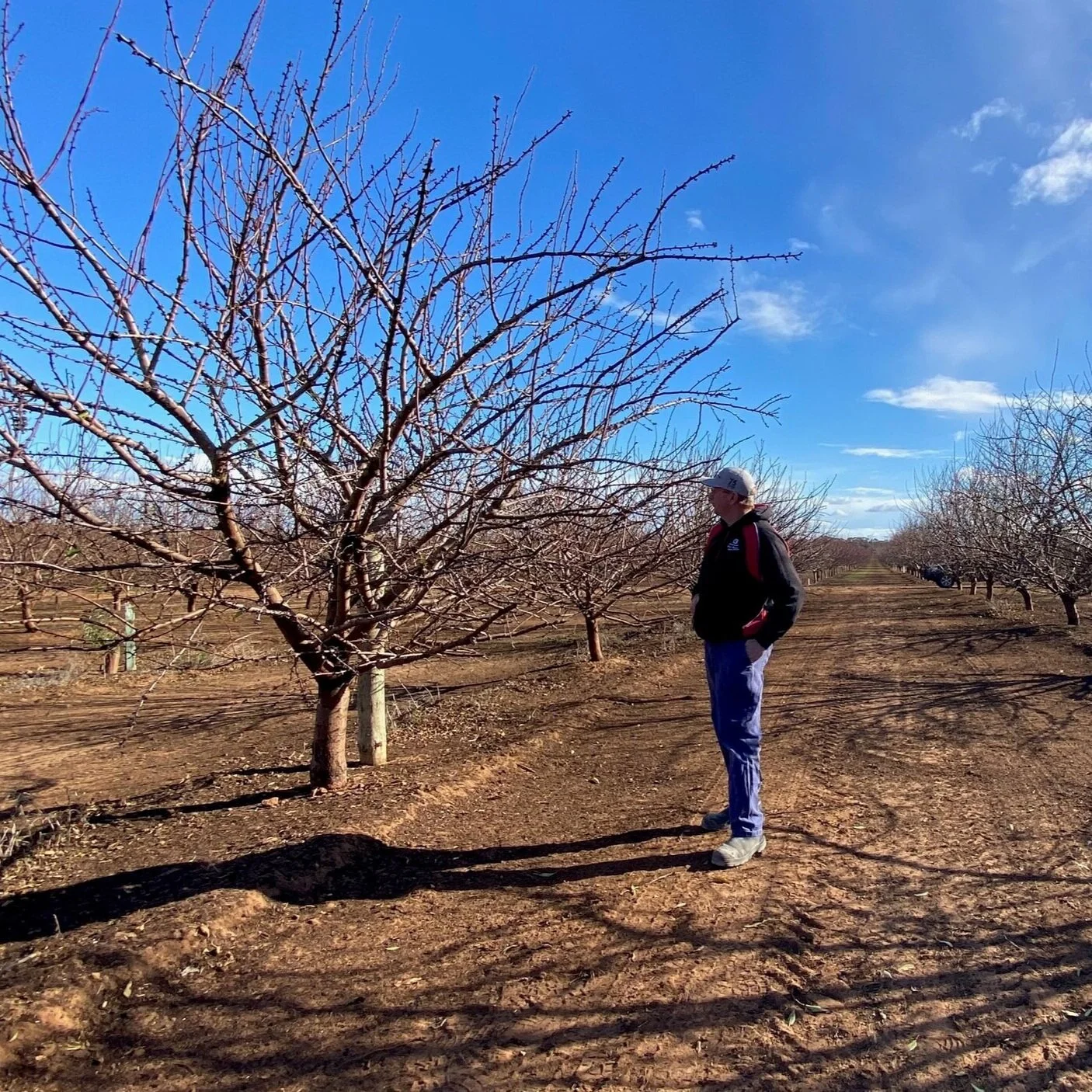 Soil management and dormancy with Carl Haby, Walker Flat, SA
