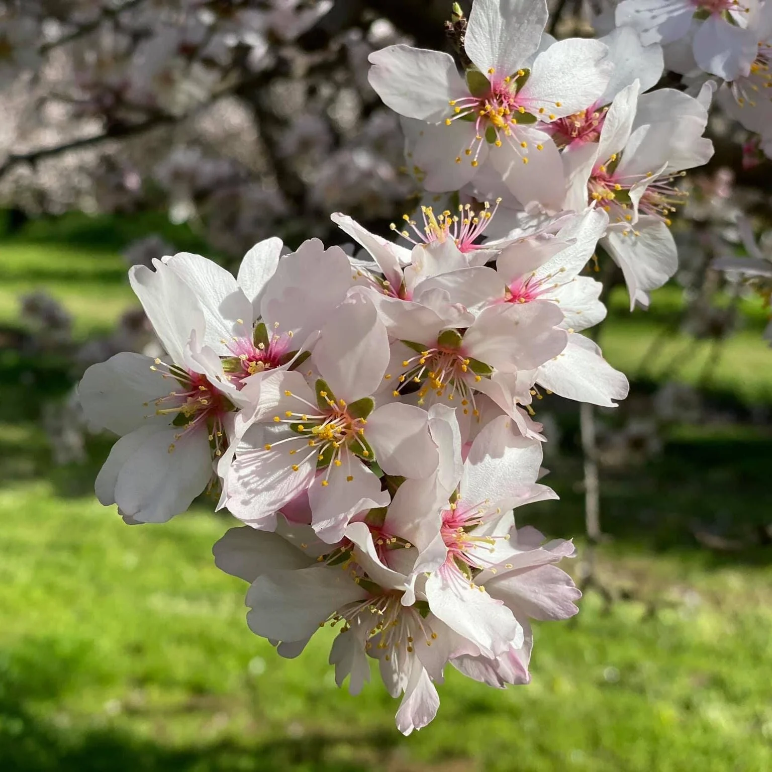 Almond Bloom 2021