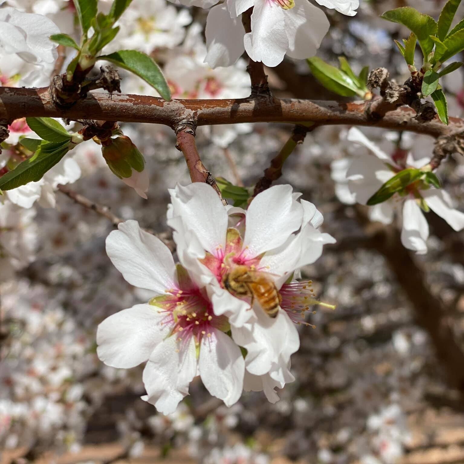 Bees and pollination