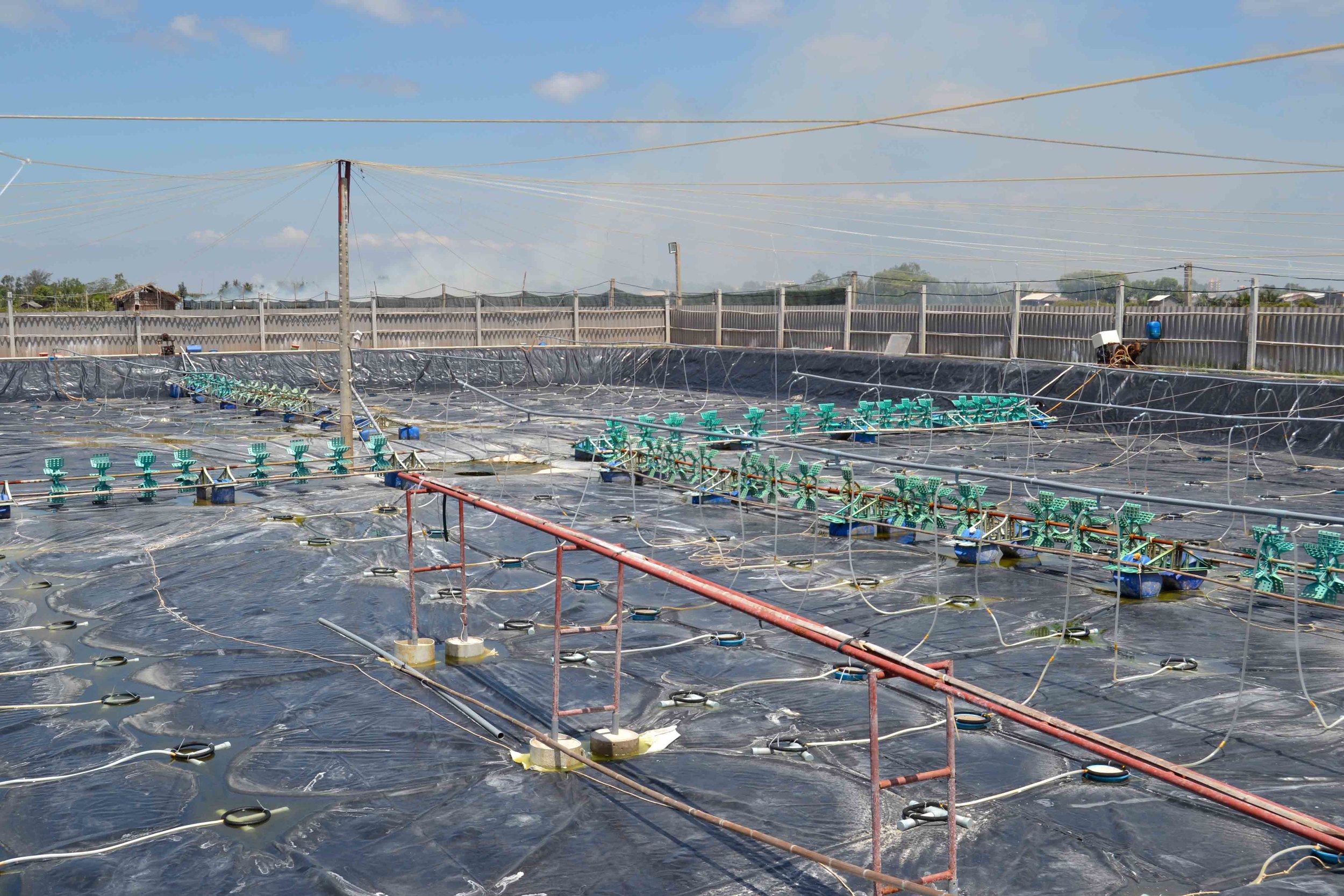 Combination of blowers and paddle-wheels used in grow-out ponds in Vietnam