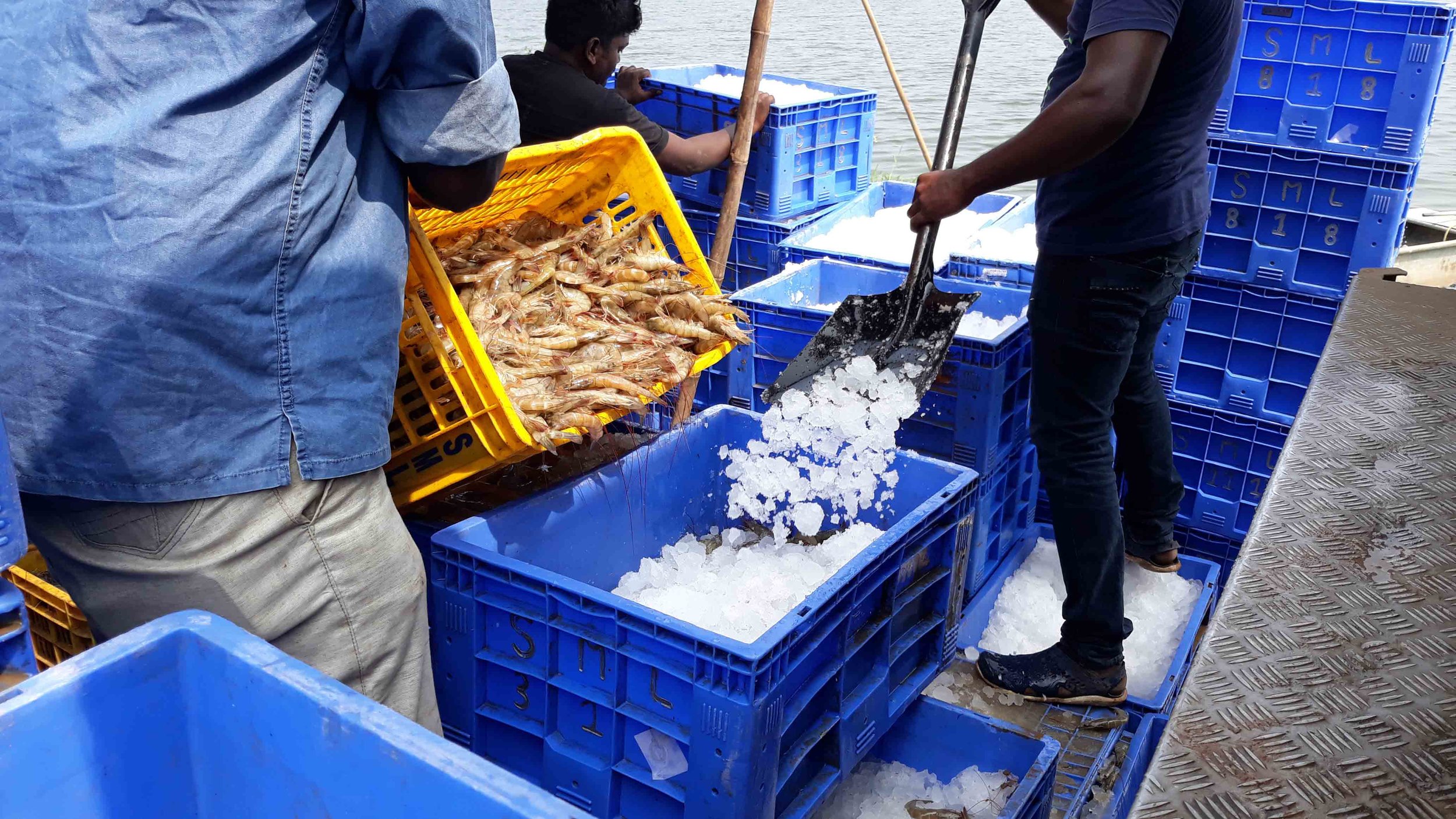 Shrimp being packed under ice in India