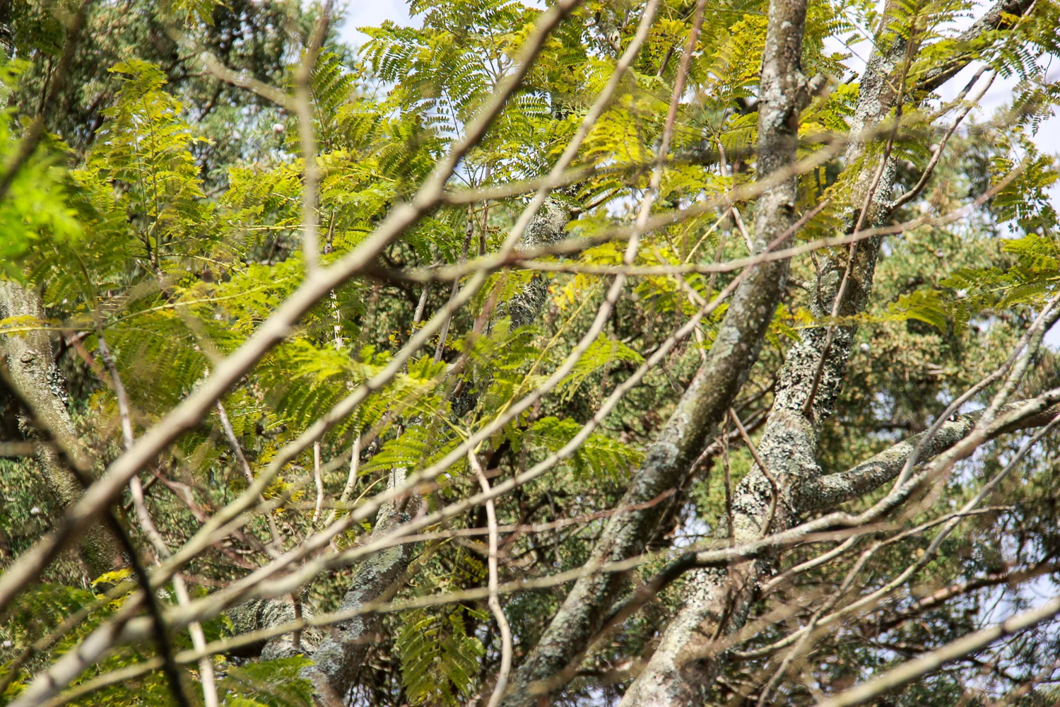 20100318_IMG_2991 by Zé Vidal.jpg