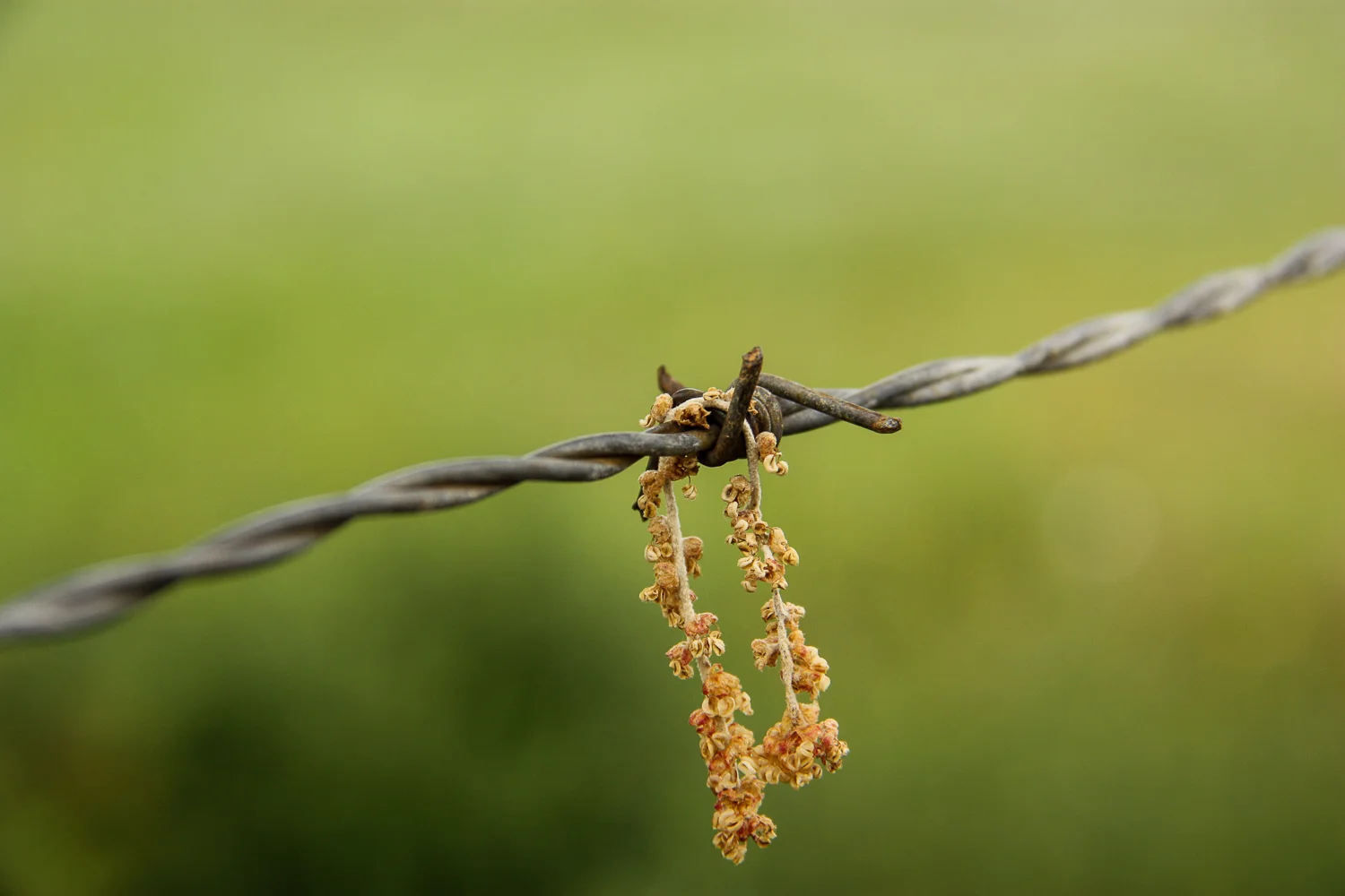 20110422_IMG_3367 by Zé Vidal.jpg