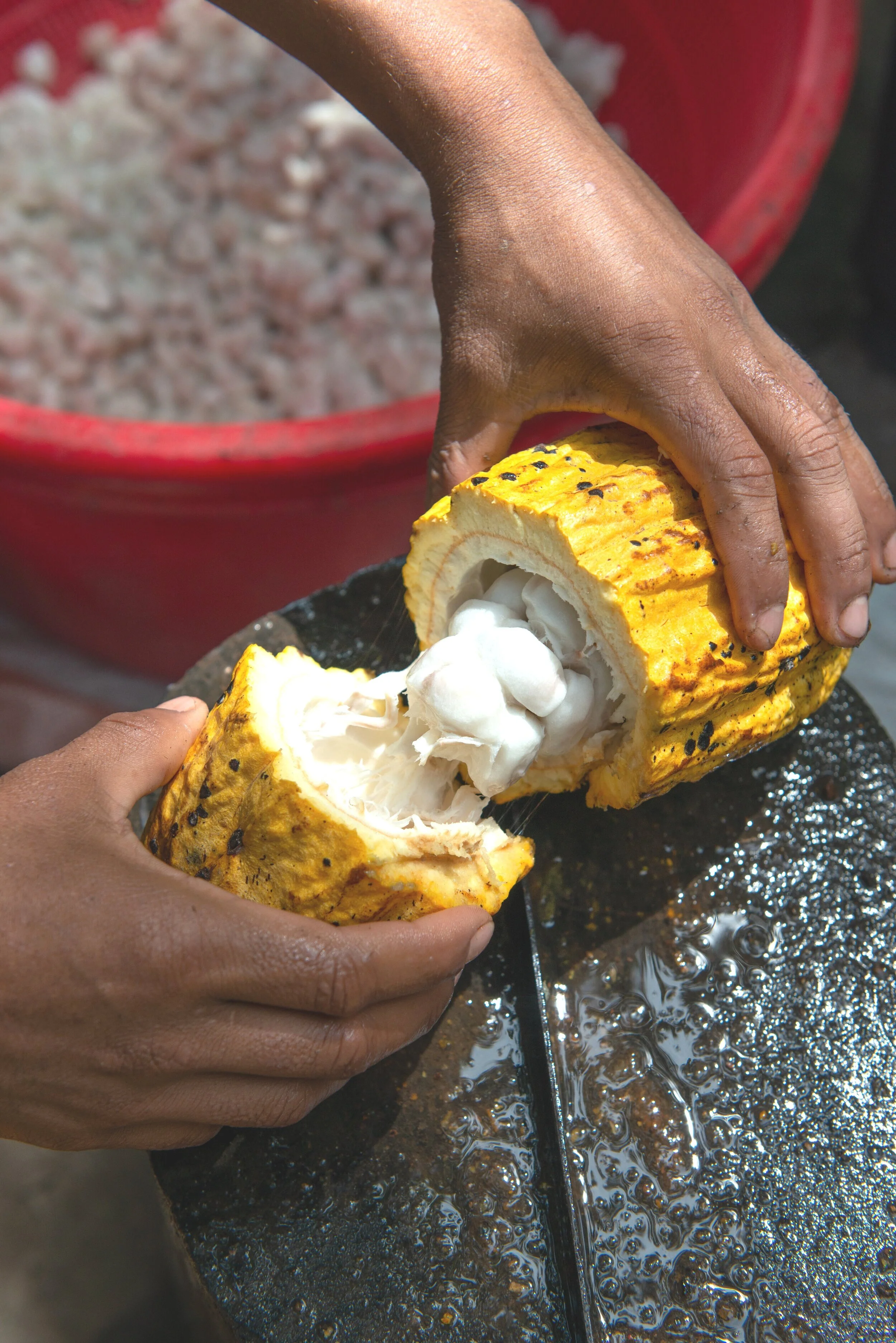 5 Benefits Of Cocoa Butter For The Skin Ezili Botanics Benefits of cocoa butter include its ability to improve skin health, boost immunity, & improve hair quality. 5 benefits of cocoa butter for the skin