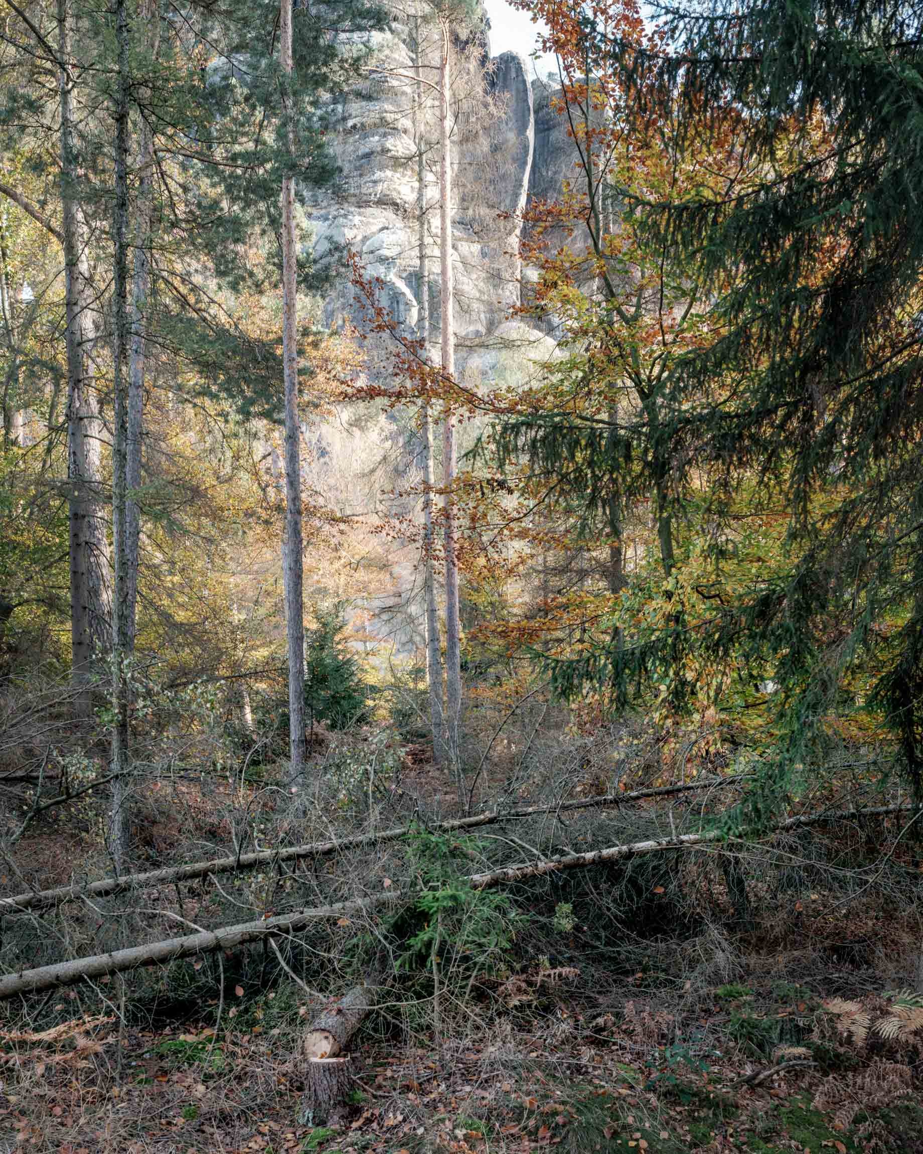 Waldschaden_22-8168-Pano.jpg