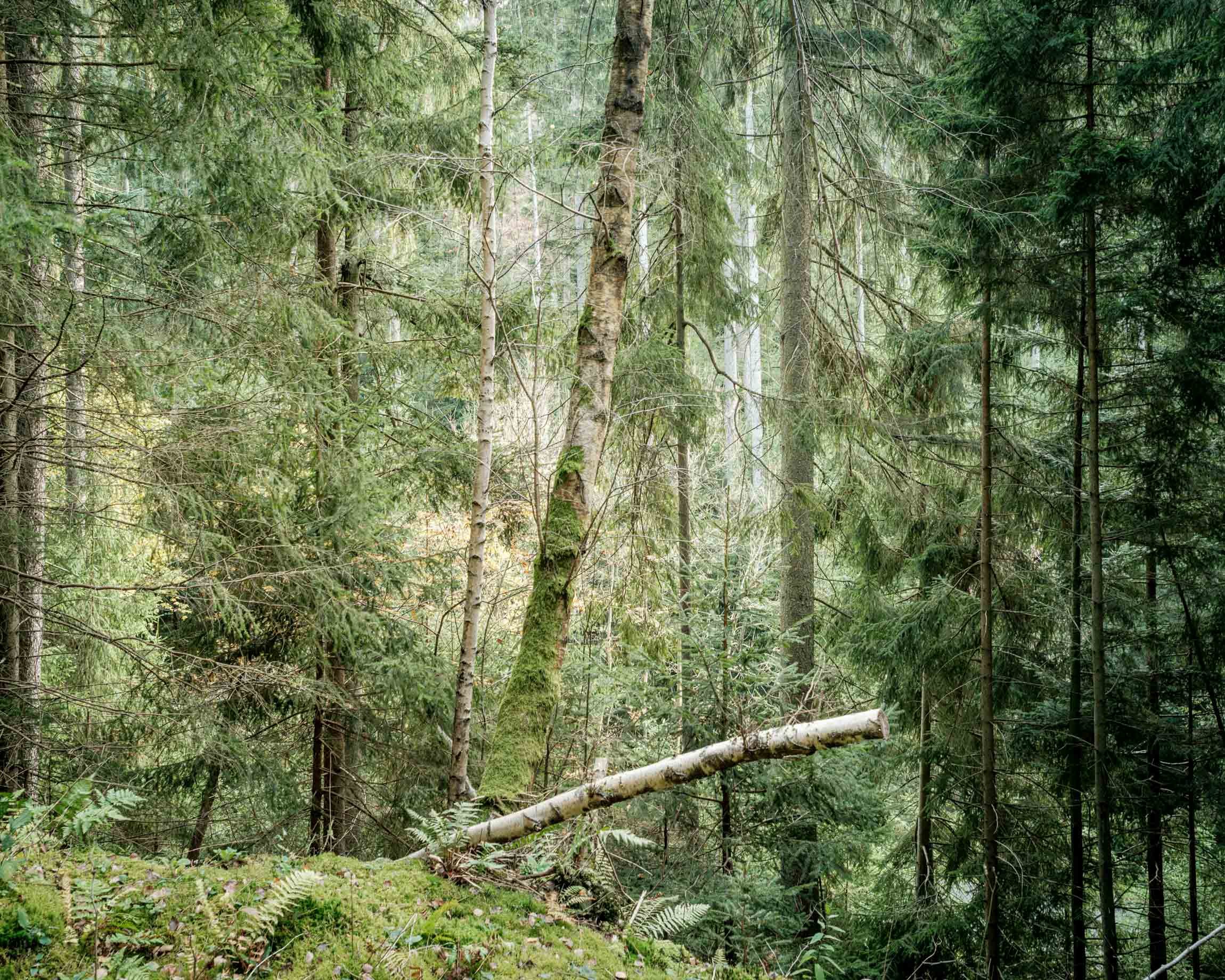 Waldschadensbericht-1999-Pano.jpg