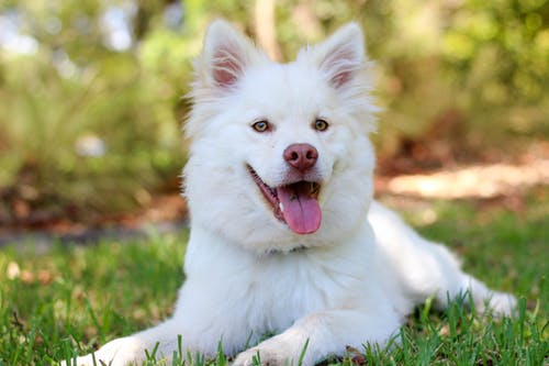 dog.jpeg