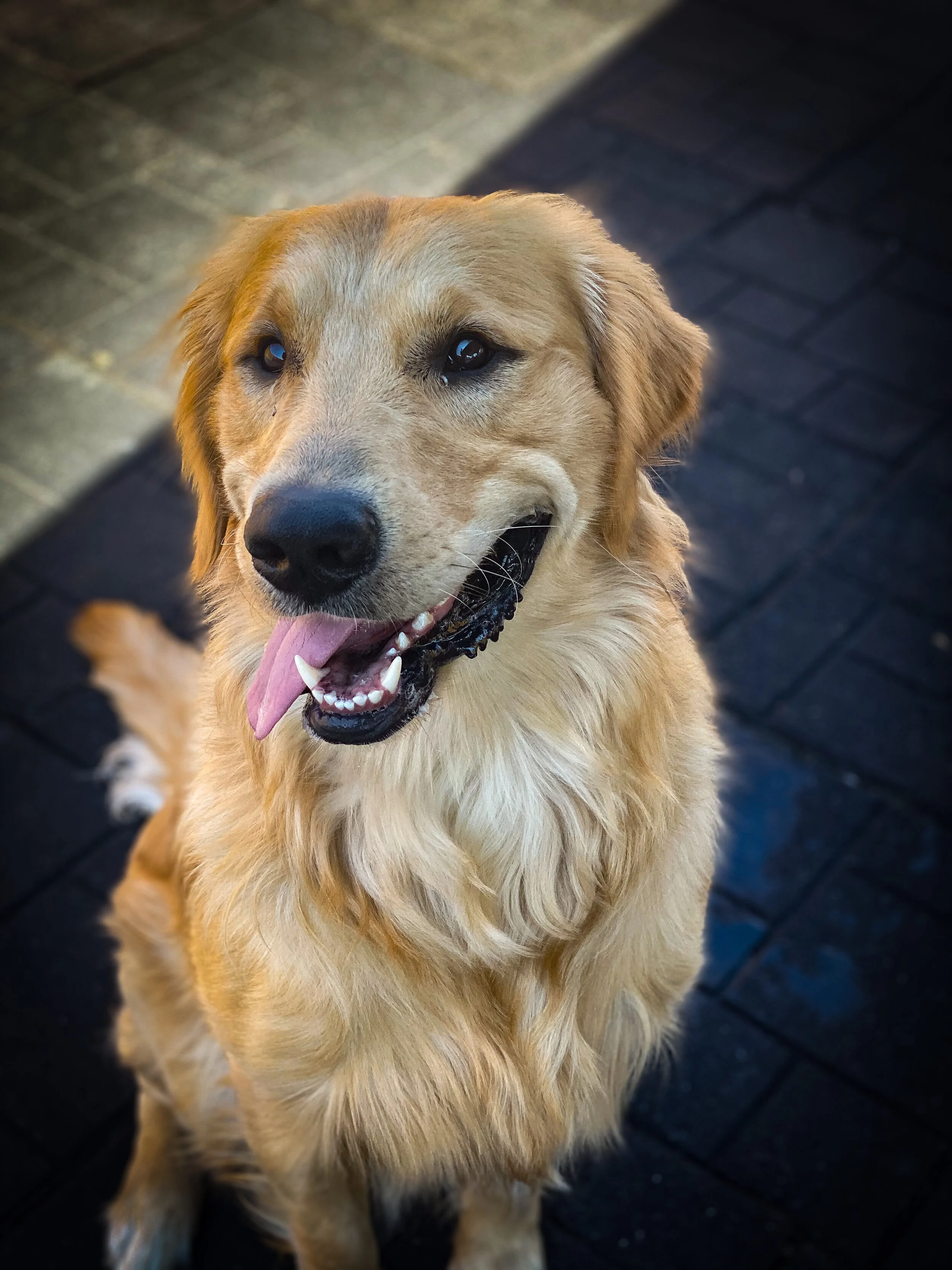 Kennel/ Boarding 