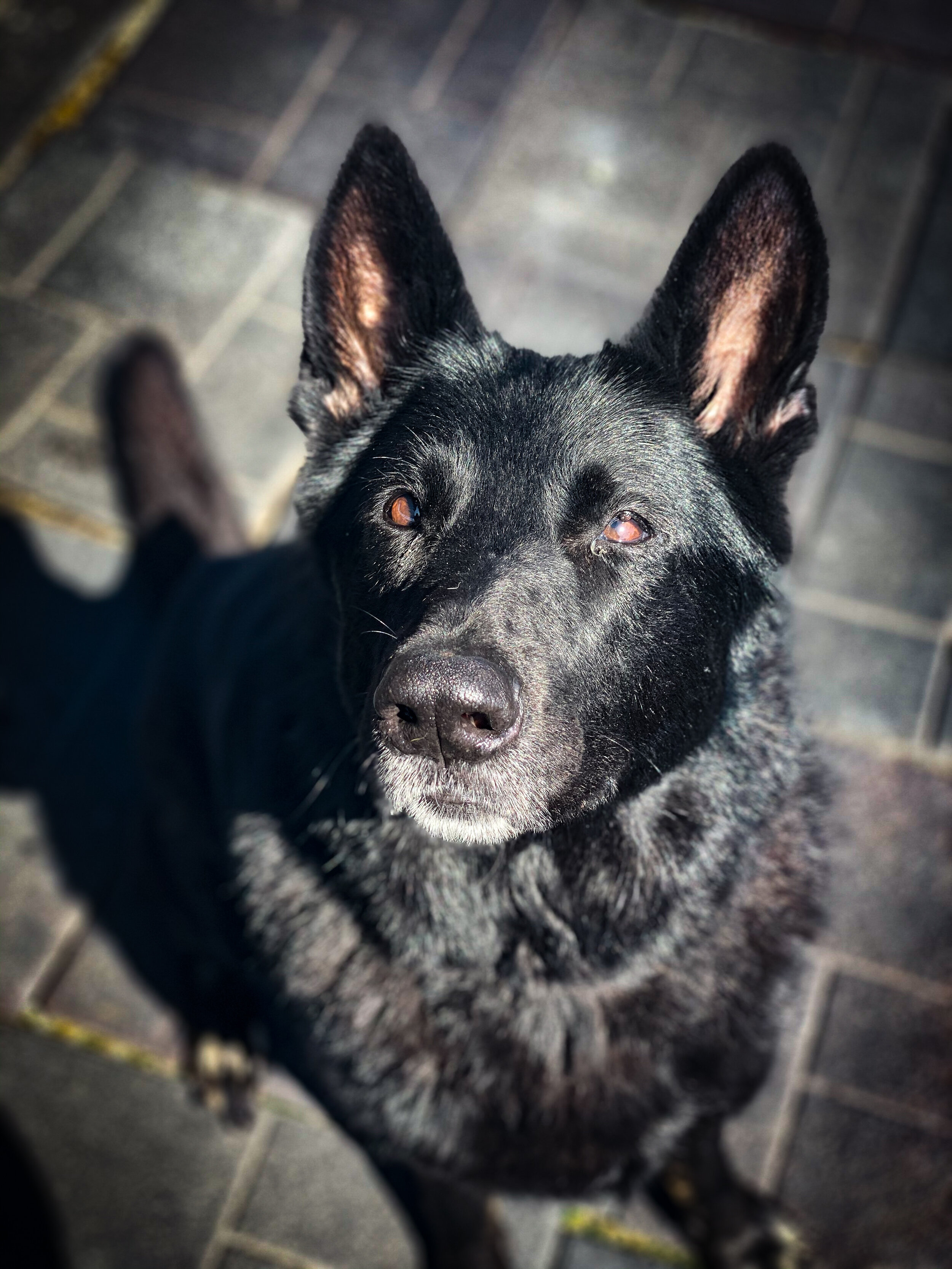 Boarding Rates — Little Paws Pet Resort, Inc.