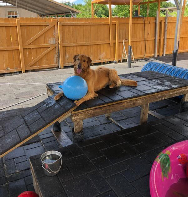 dog day camp near me