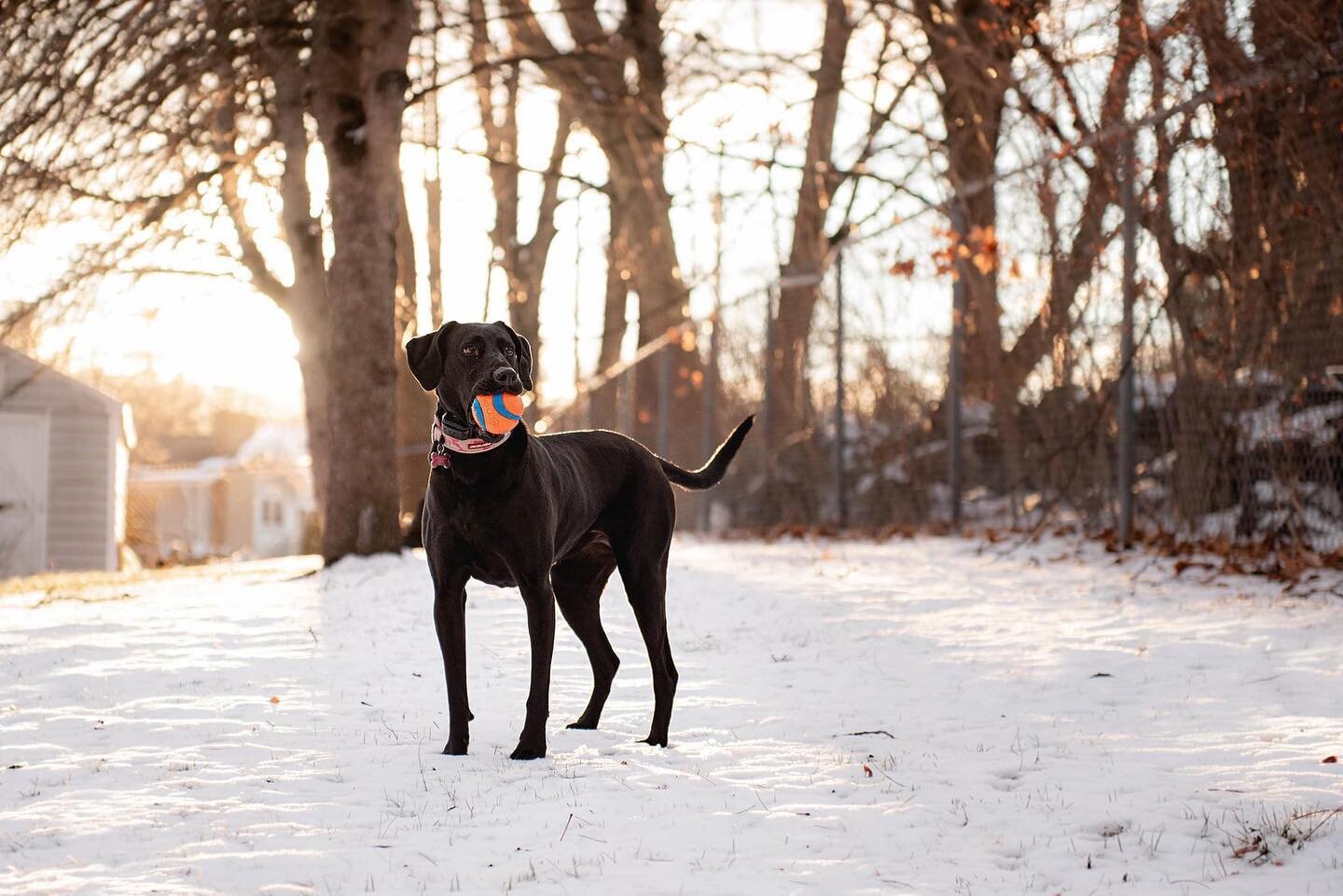 Forgot to post this image from yesterday of my sweet girl Stella . We finally got some more snow and I loved the light coming in our yard just before sunset.. 🐾💕
.
.
.
#stellamoonphotography 
#nhphotographer 
#dogsofinstagram 
#hairofthedog 
#sunse