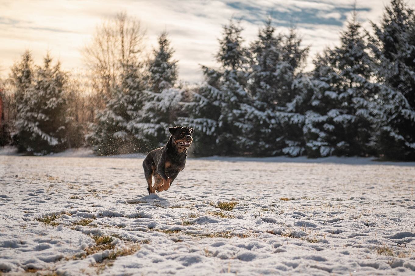 I took some photos of rescue pups this morning (I&rsquo;ll post those cuties later) and the trainer had his beautiful Rottweiler pups with him so of course I had to take advantage and grab a few shots of these beauties.. 🐾💕