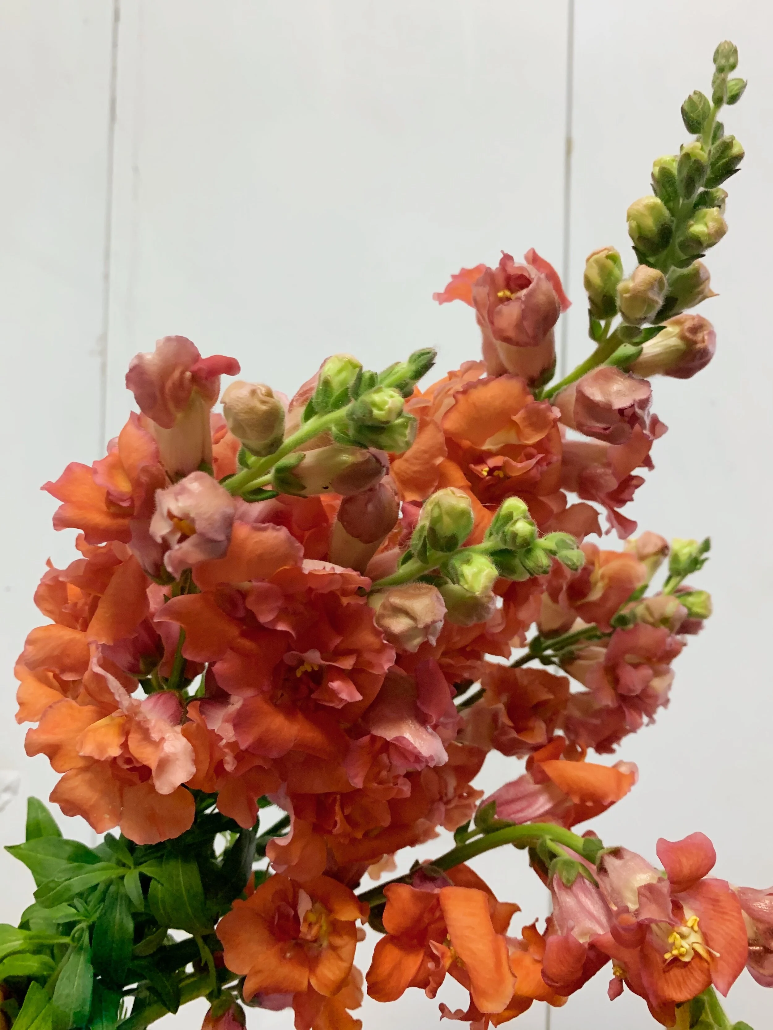 Order Flowers Dayton Ohio Best Flower Site