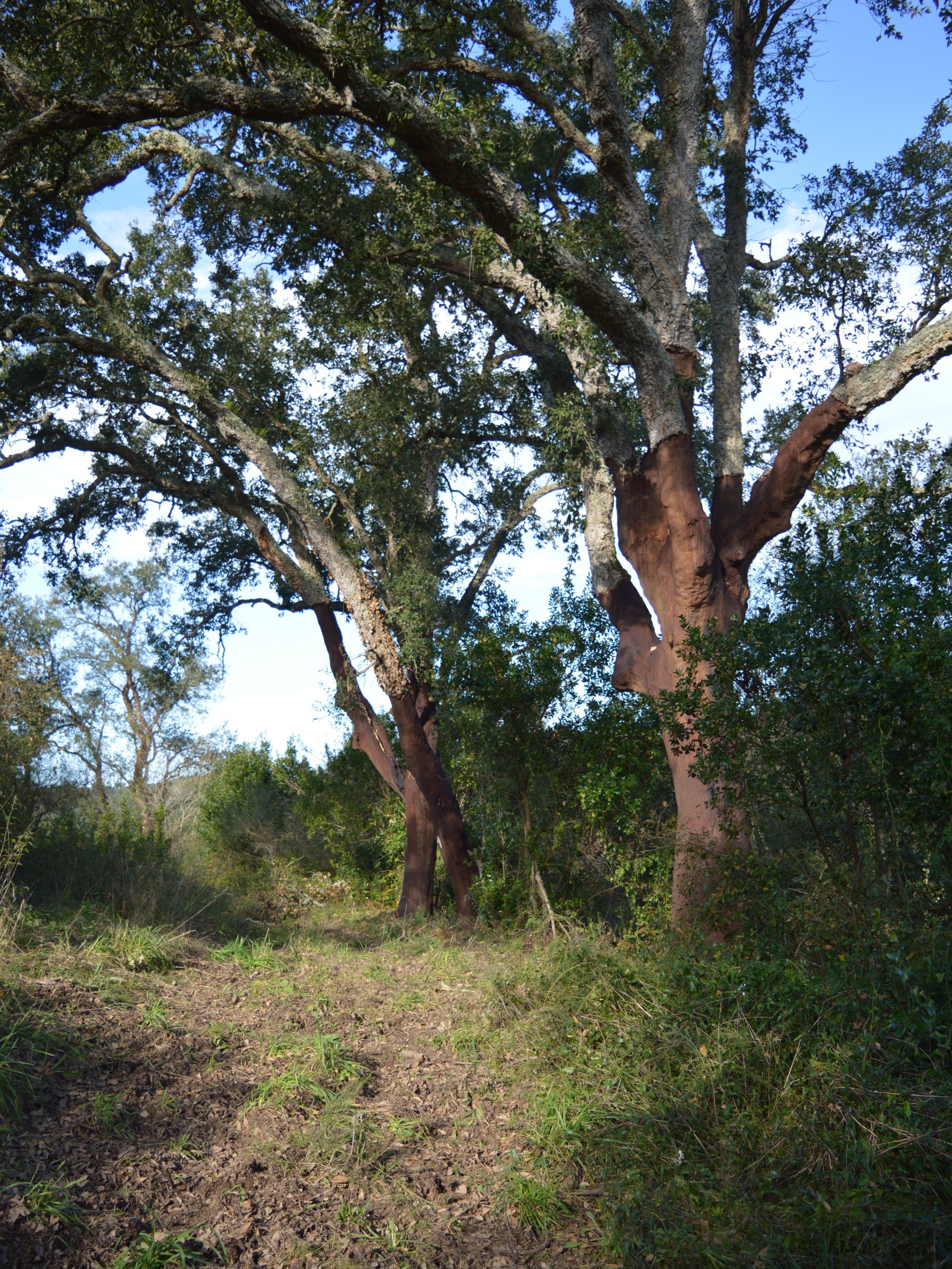 DSC_0089.JPG