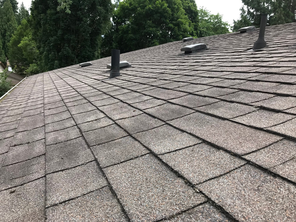 Roof Moss Removal Services in Coalfield WA