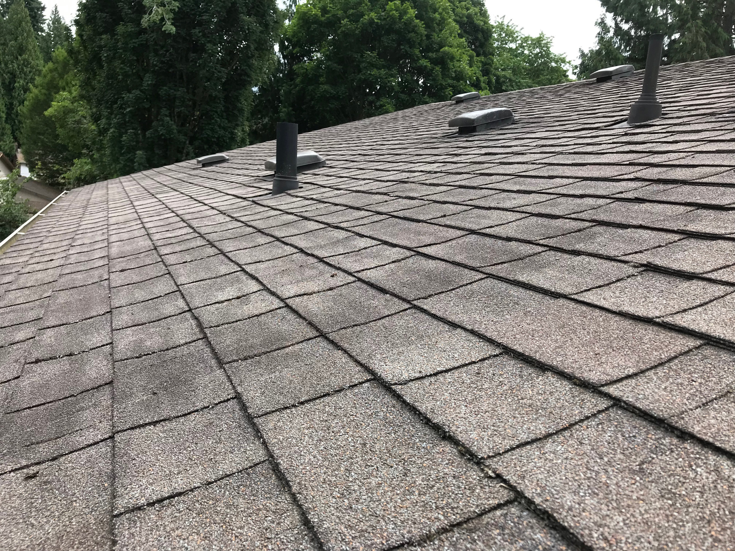 Roof Moss Removal In Bellevue