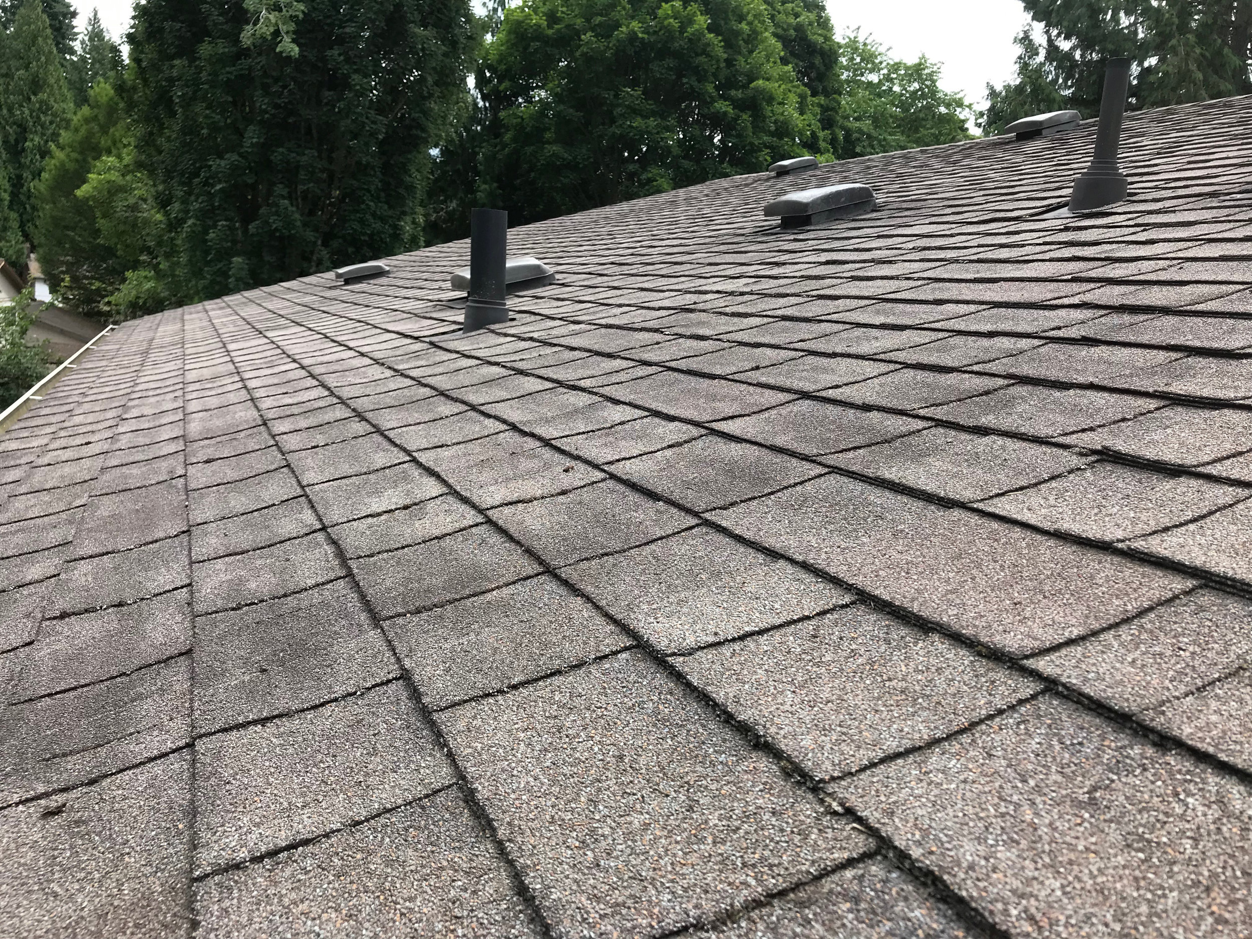 Bothell Roof Moss Removal