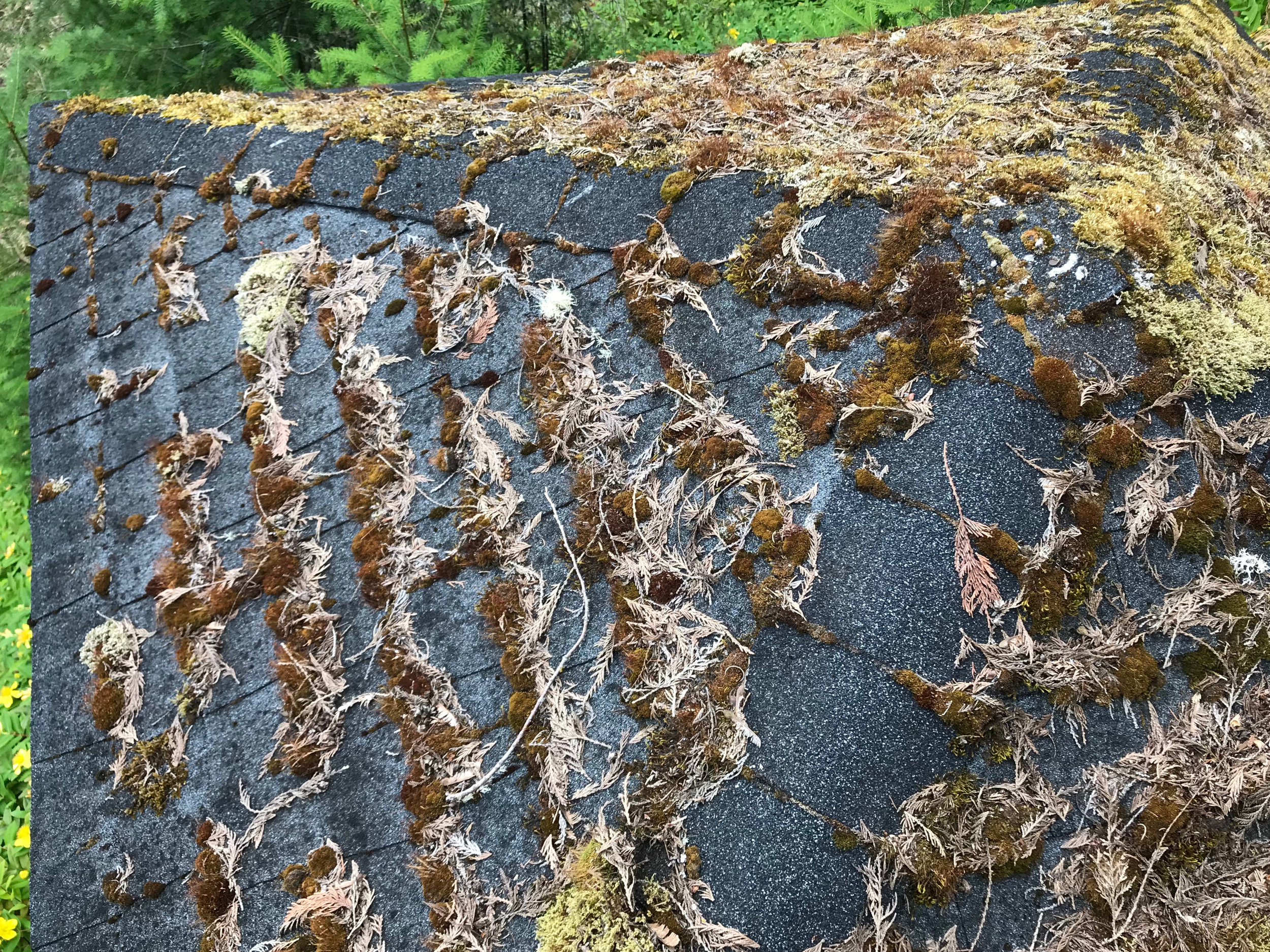 Bellevue Roof Moss Removal