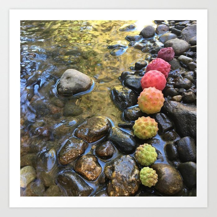 issaquah-creek-dogwood-berry-life-cycle-prints.jpg