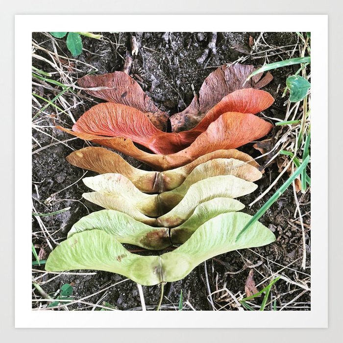 green-lake-maple-helicopter-seeds-prints.jpg