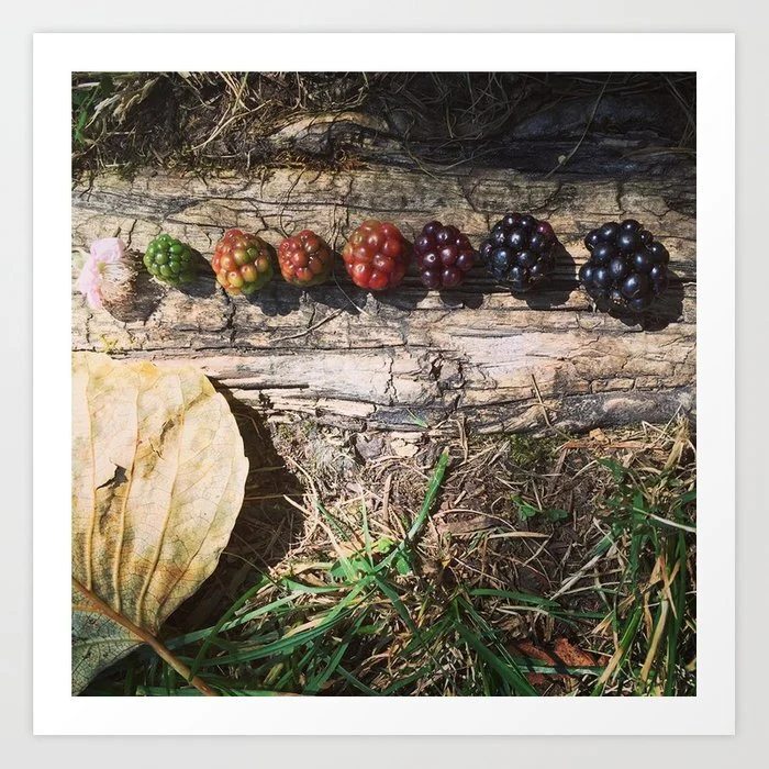 mt-si-blackberries-prints.jpg