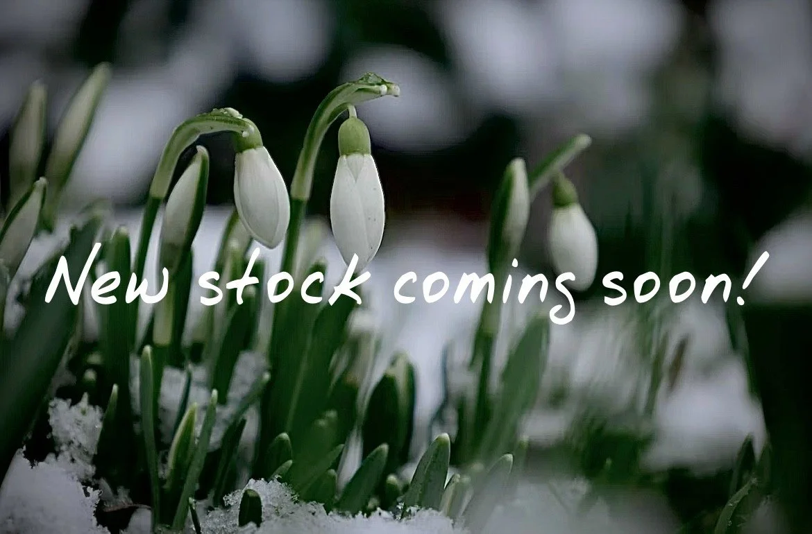 snowdrops.jpg