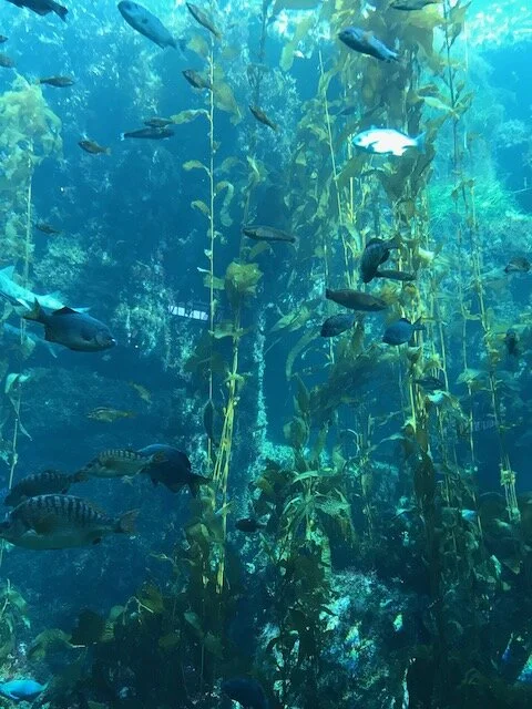 UNDER THE SEA (ON LAND): Beautiful Photo Blog from the Monterey Bay Aquarium