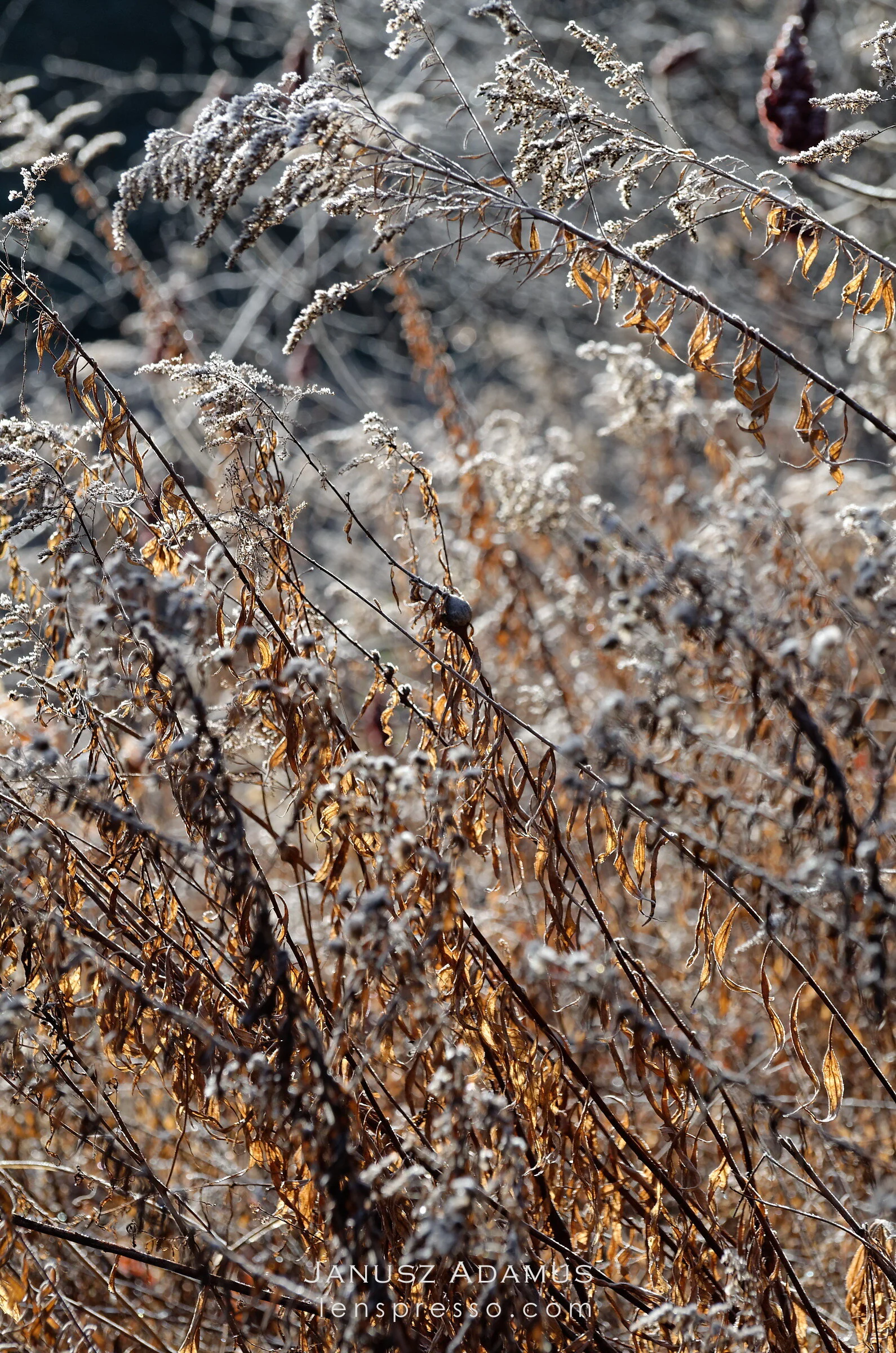 Frosty abstract