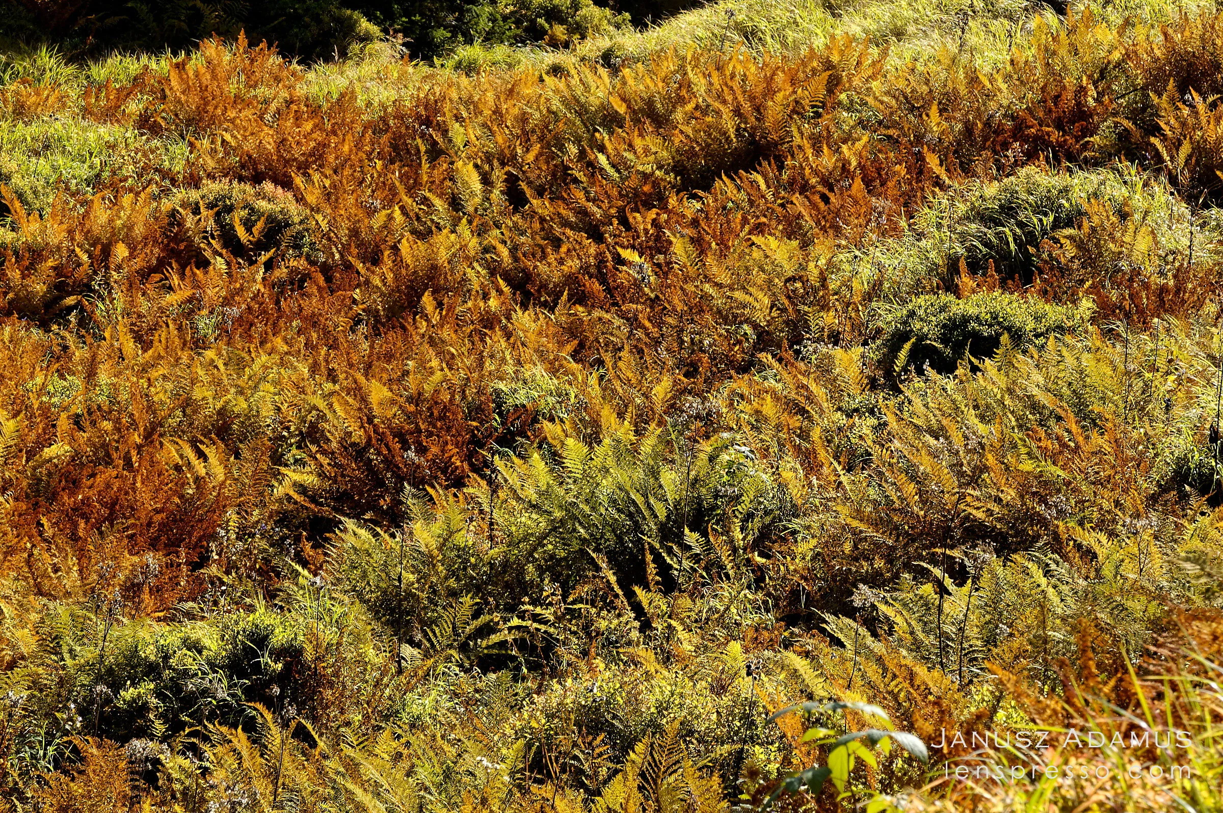 Golden ferns in Hlinska Valley, Tatras