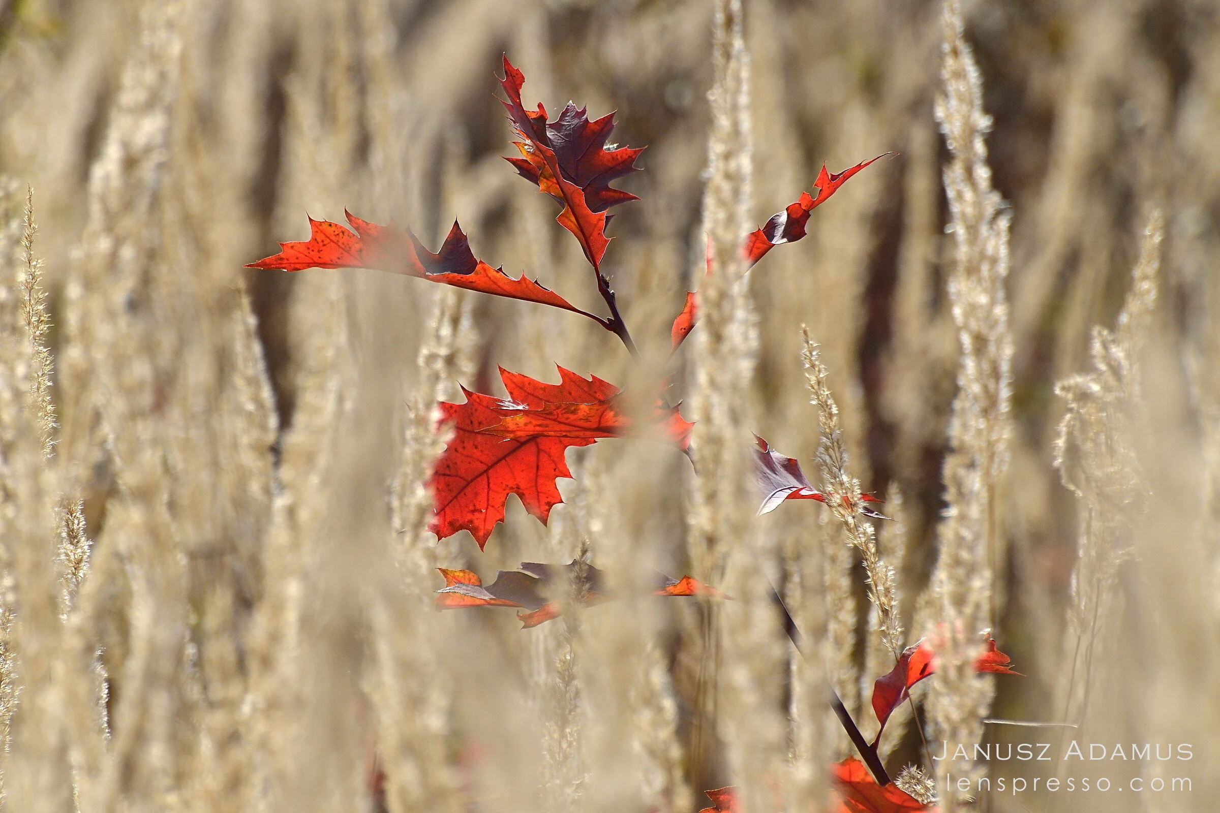 Baby red oak in tall grass