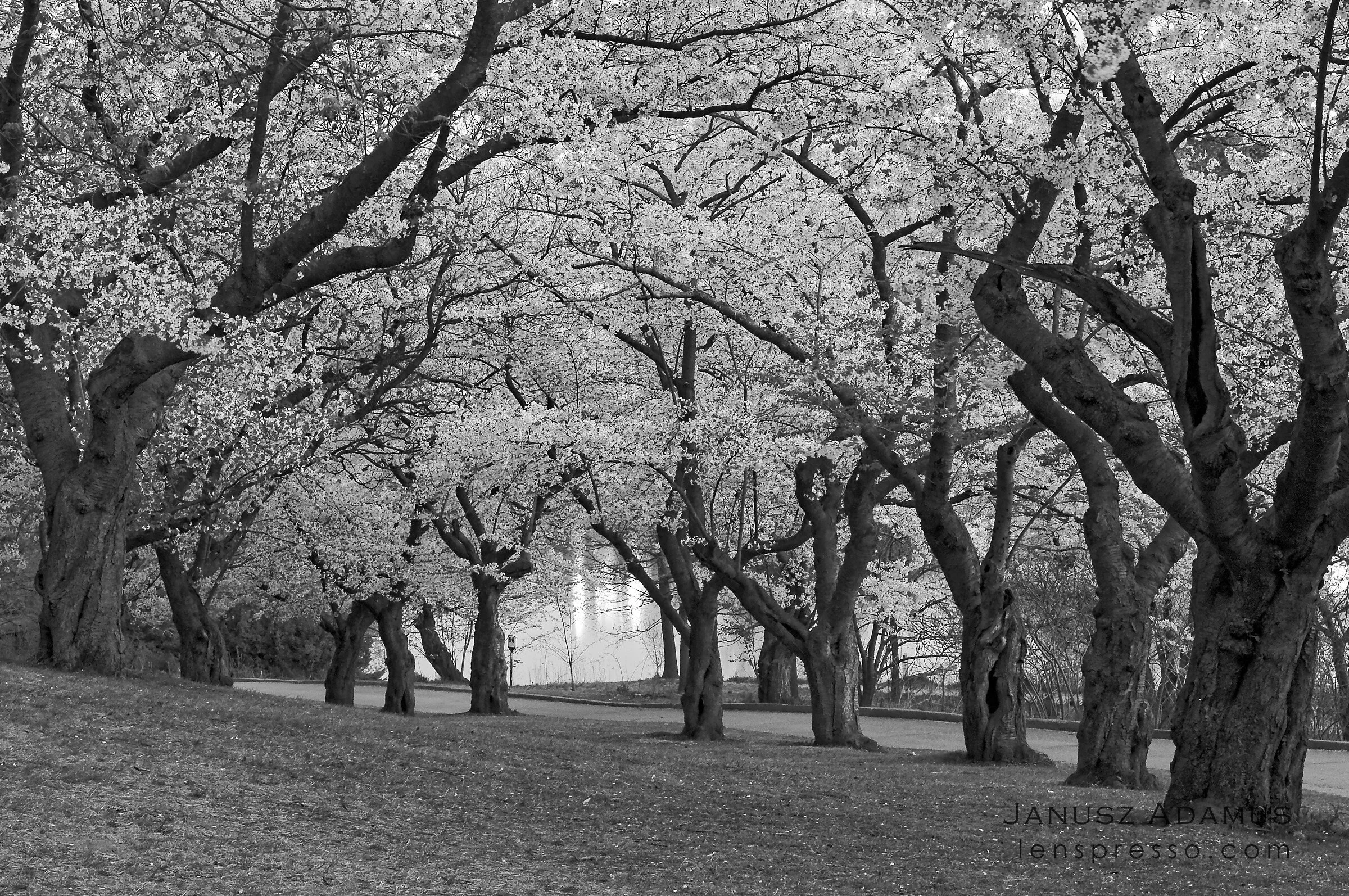 Sakura cherry trees, Toronto