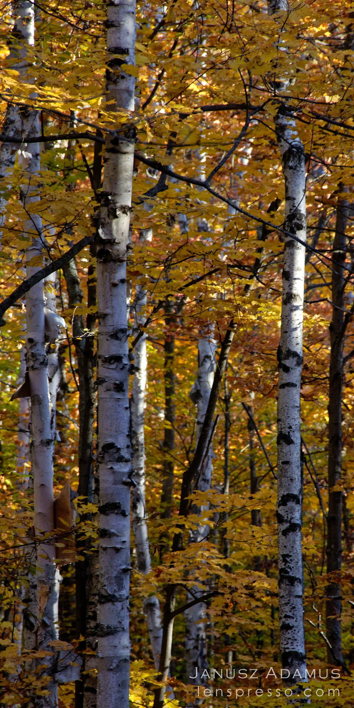 Algonquin birch trees