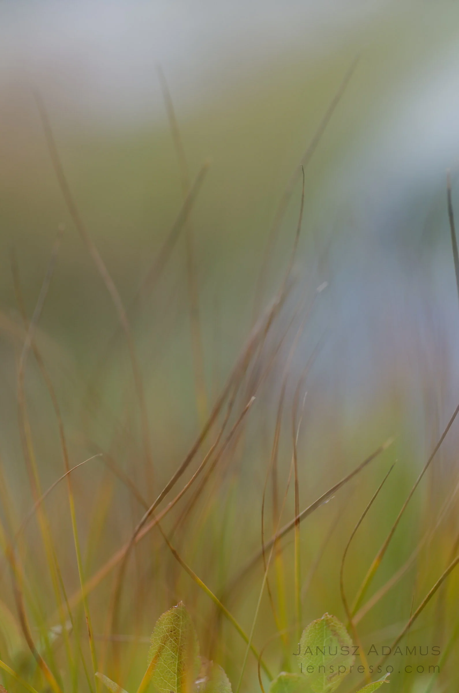 An ant’s dream