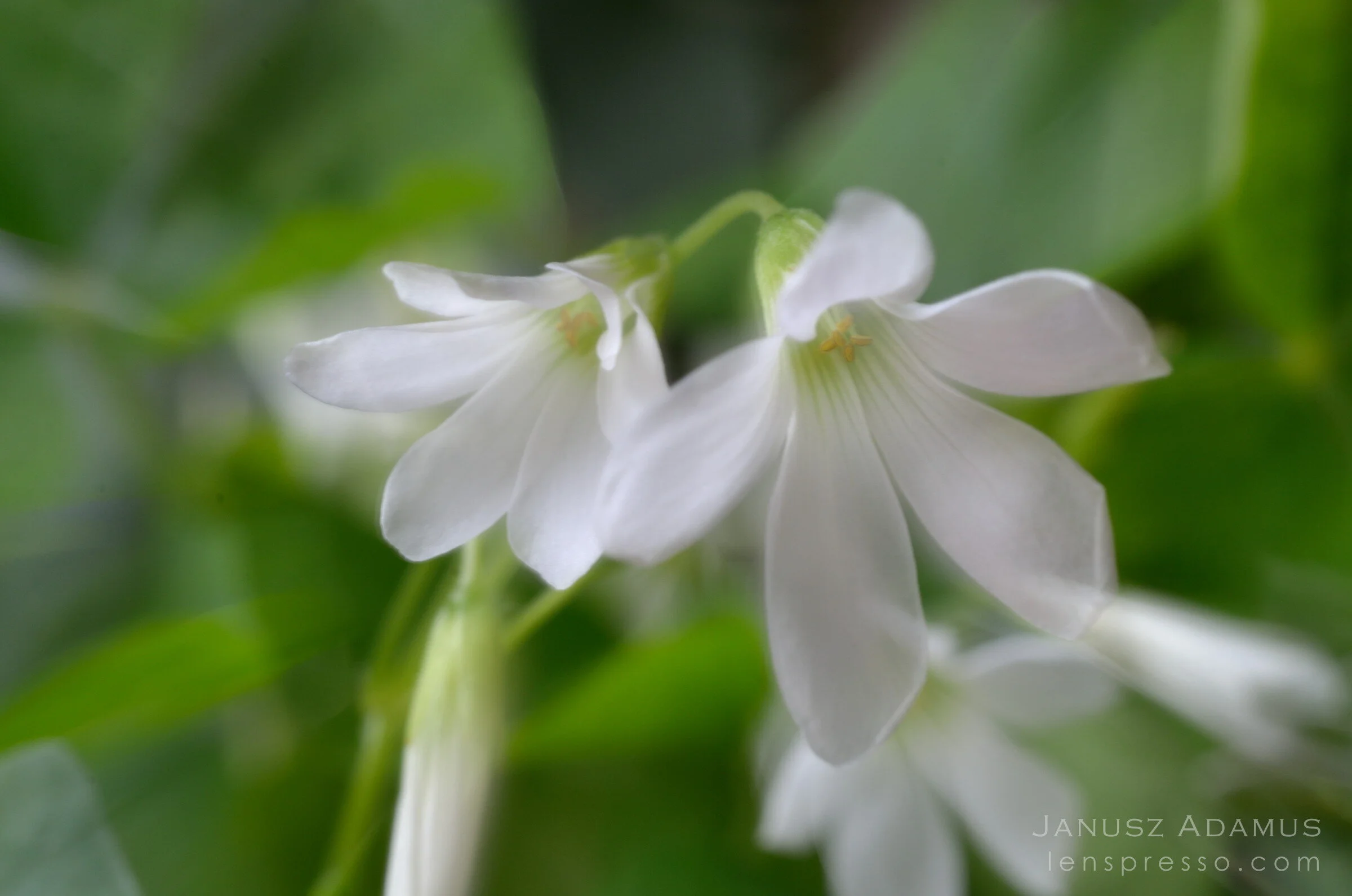 Oxalis