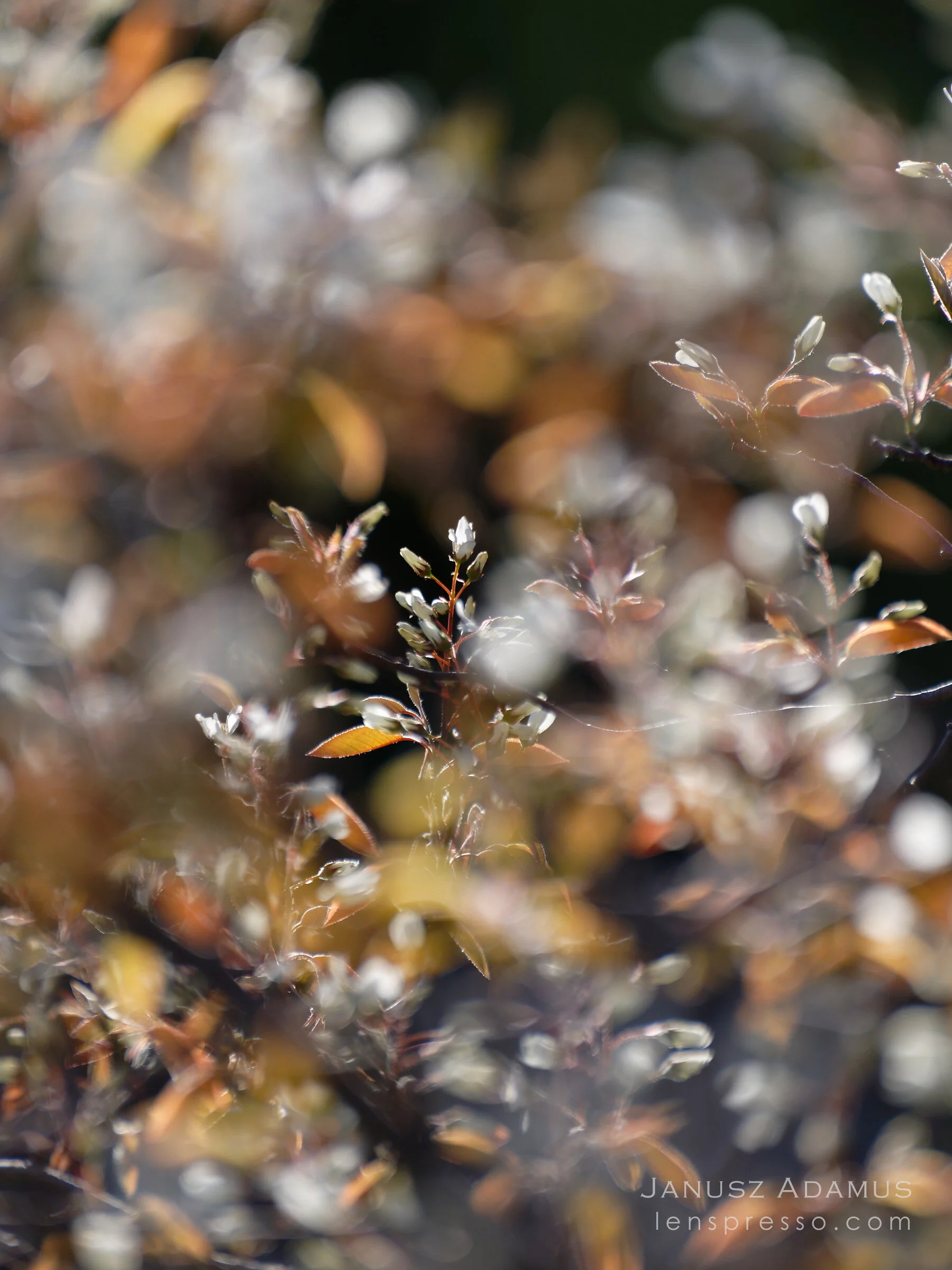 Spring abstract