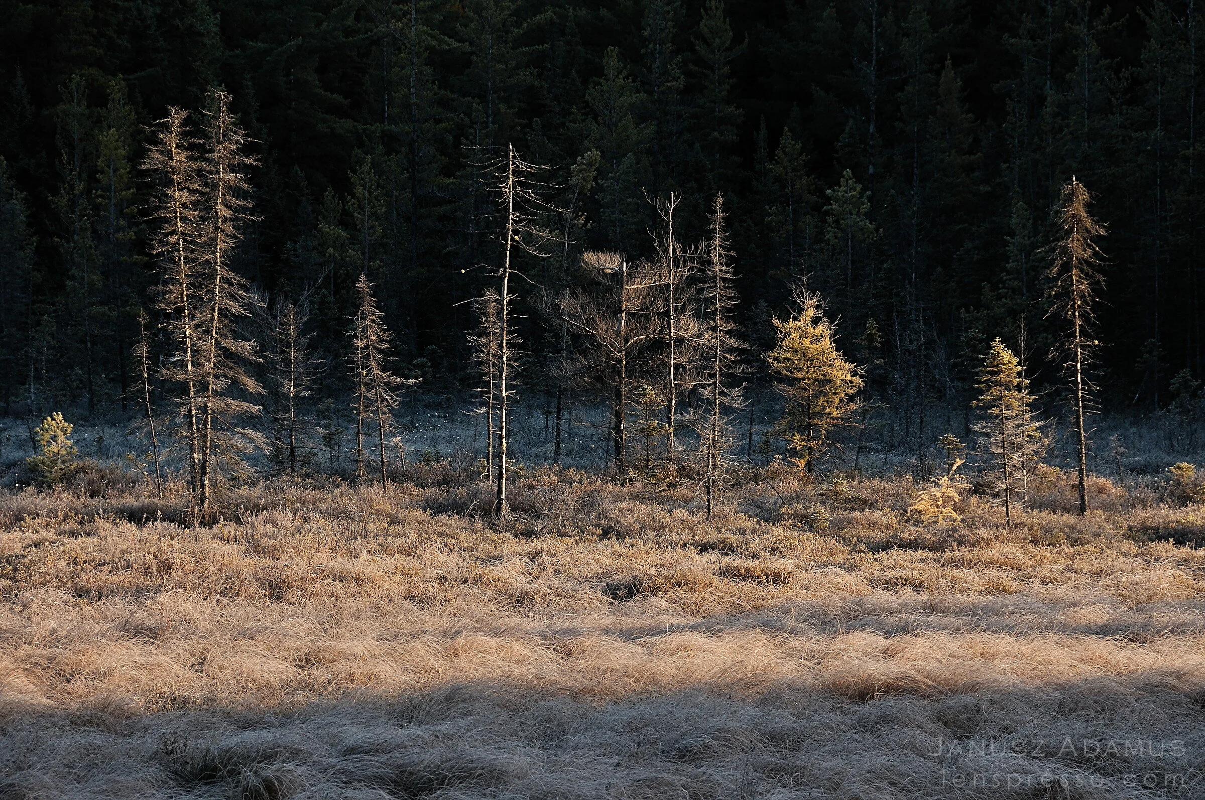 Frosty bog, Algonquin Park