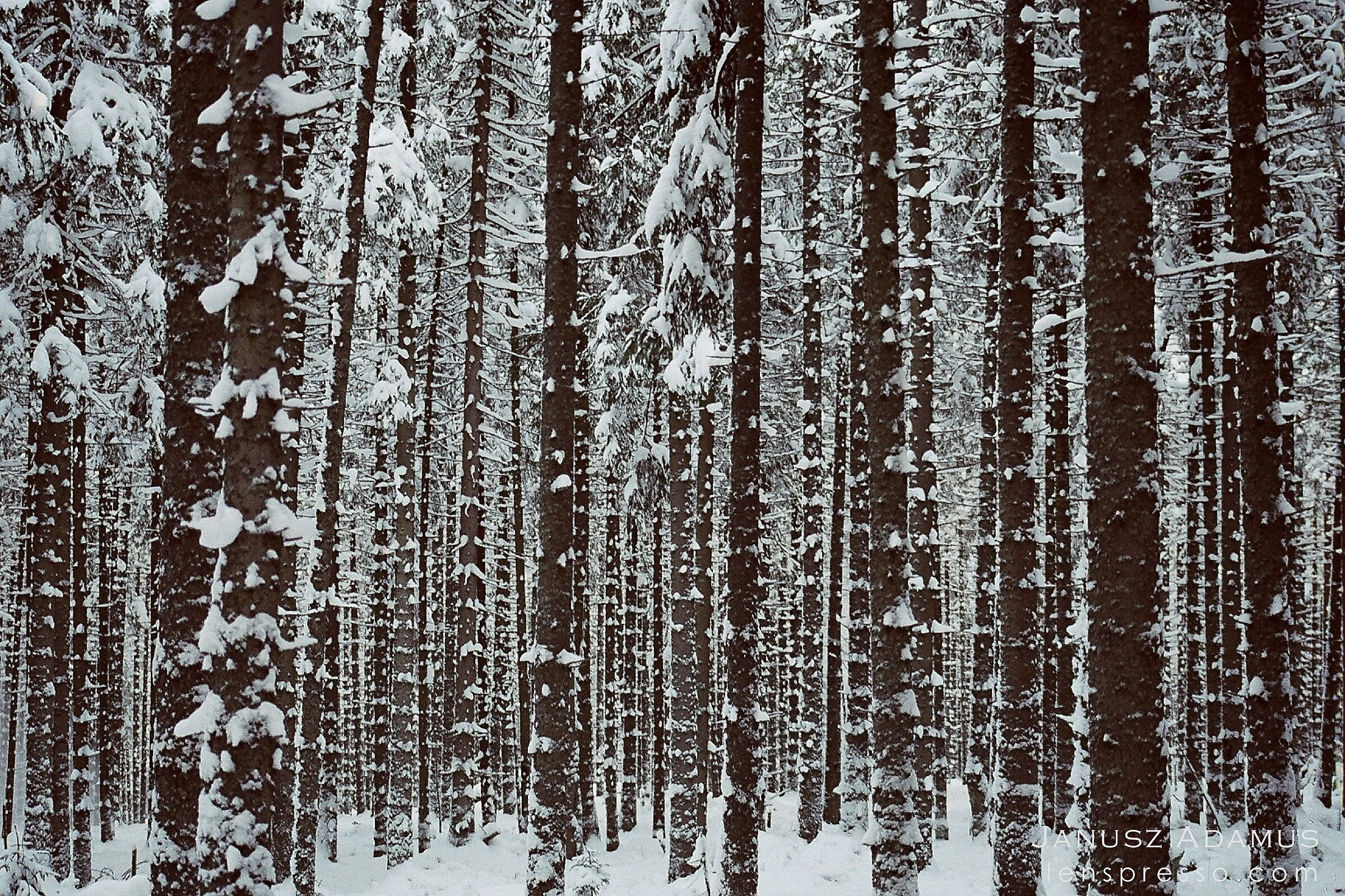 Spruce temple