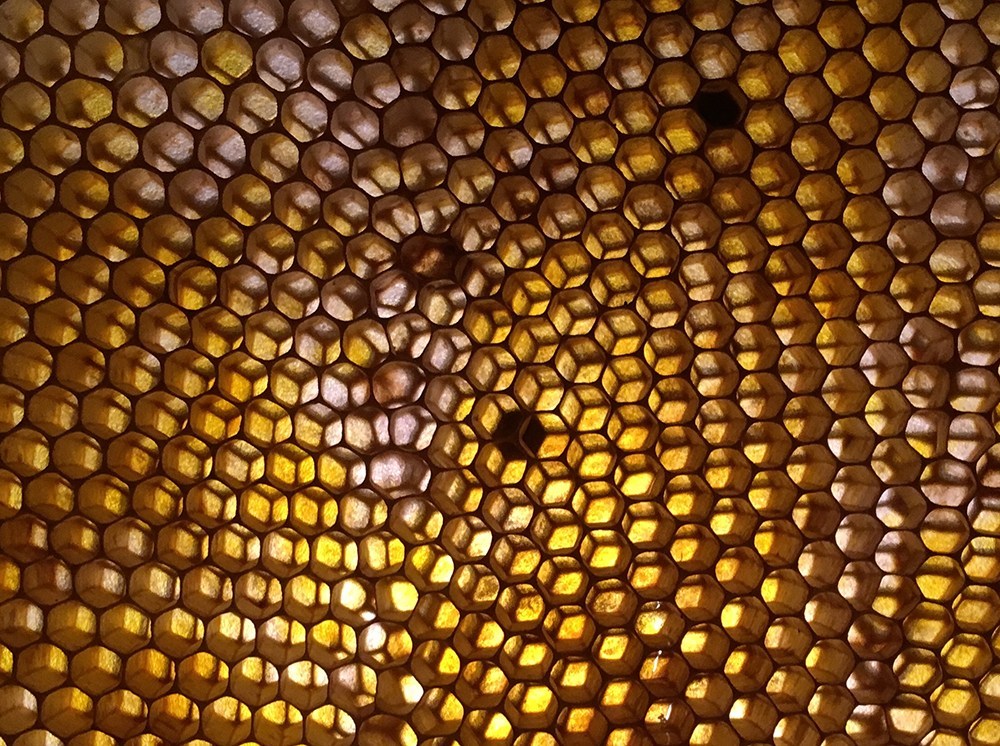 honey-comb.jpg