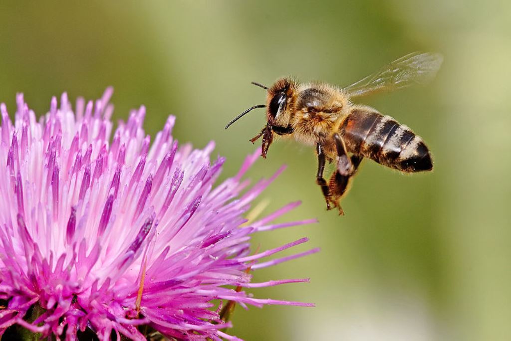 800px-Honeybee_landing_on_milkthistle02.jpg