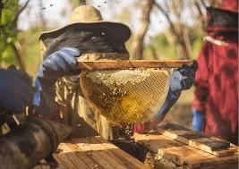 Bees Abroad - £50,000 raised!